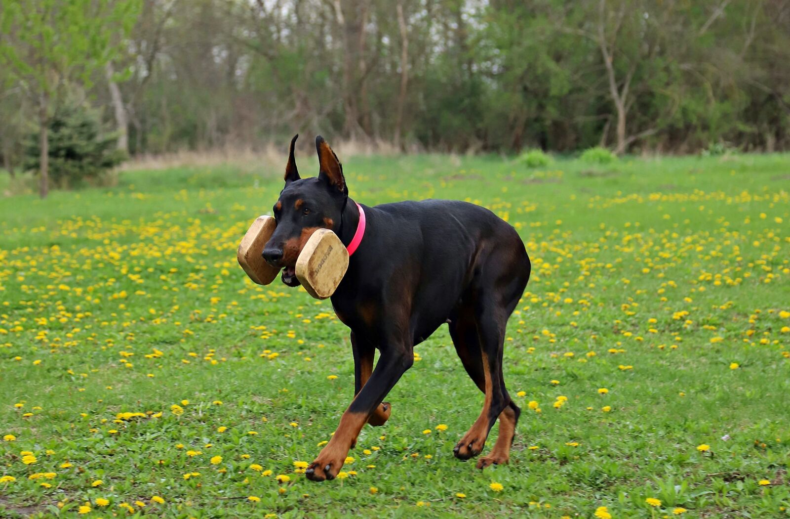 Canon EOS 6D Mark II sample photo. Doberman, contribution, keep photography