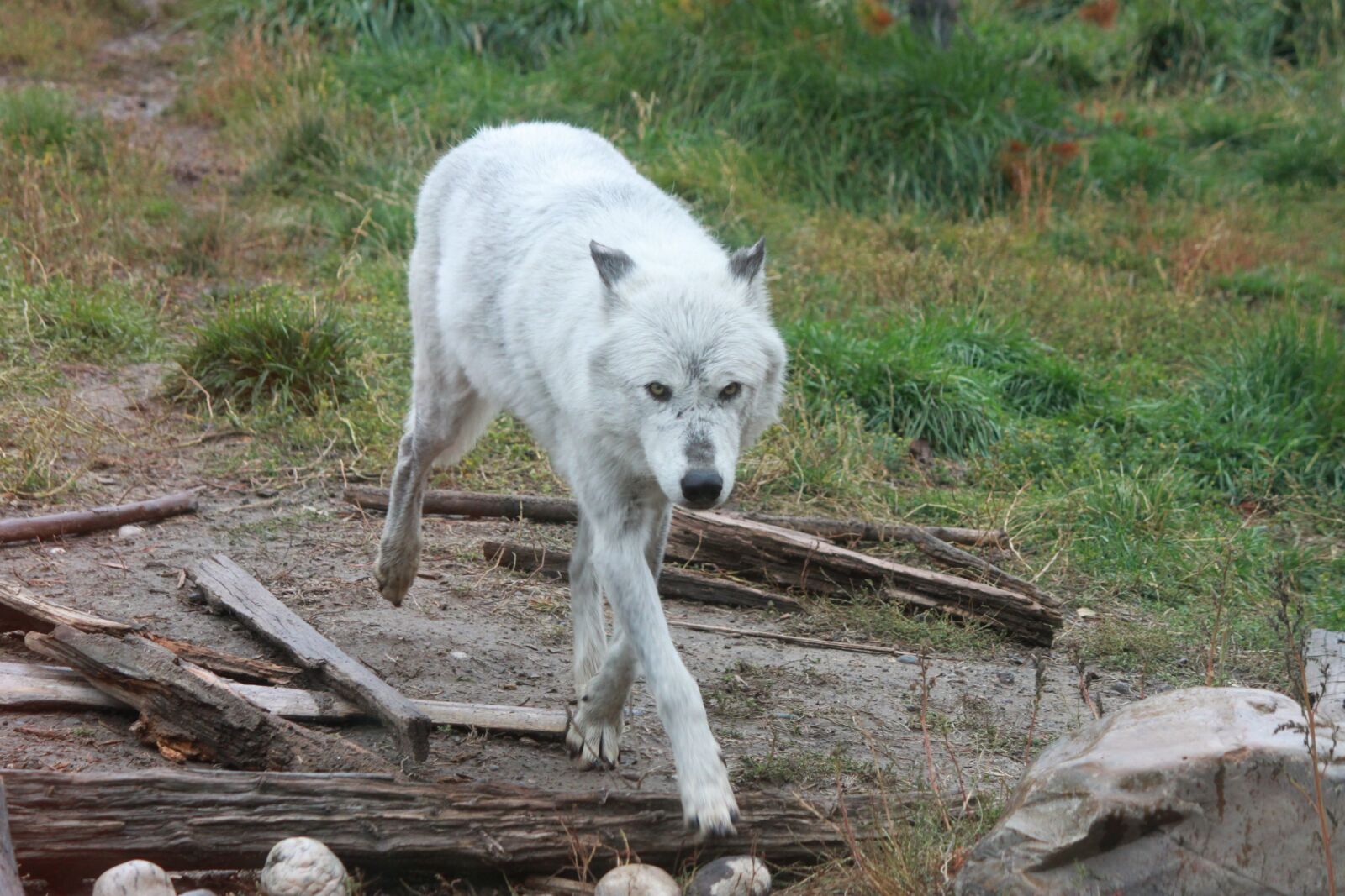 Canon EOS 500D (EOS Rebel T1i / EOS Kiss X3) sample photo. Wolf, wolves, yellowstone national photography