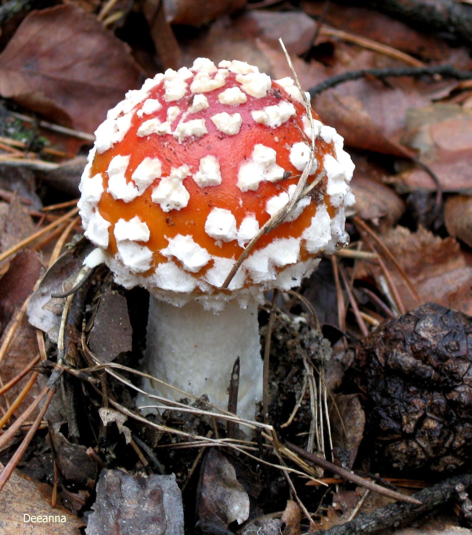 Canon PowerShot A590 IS sample photo. Fly agaric red, amanita photography