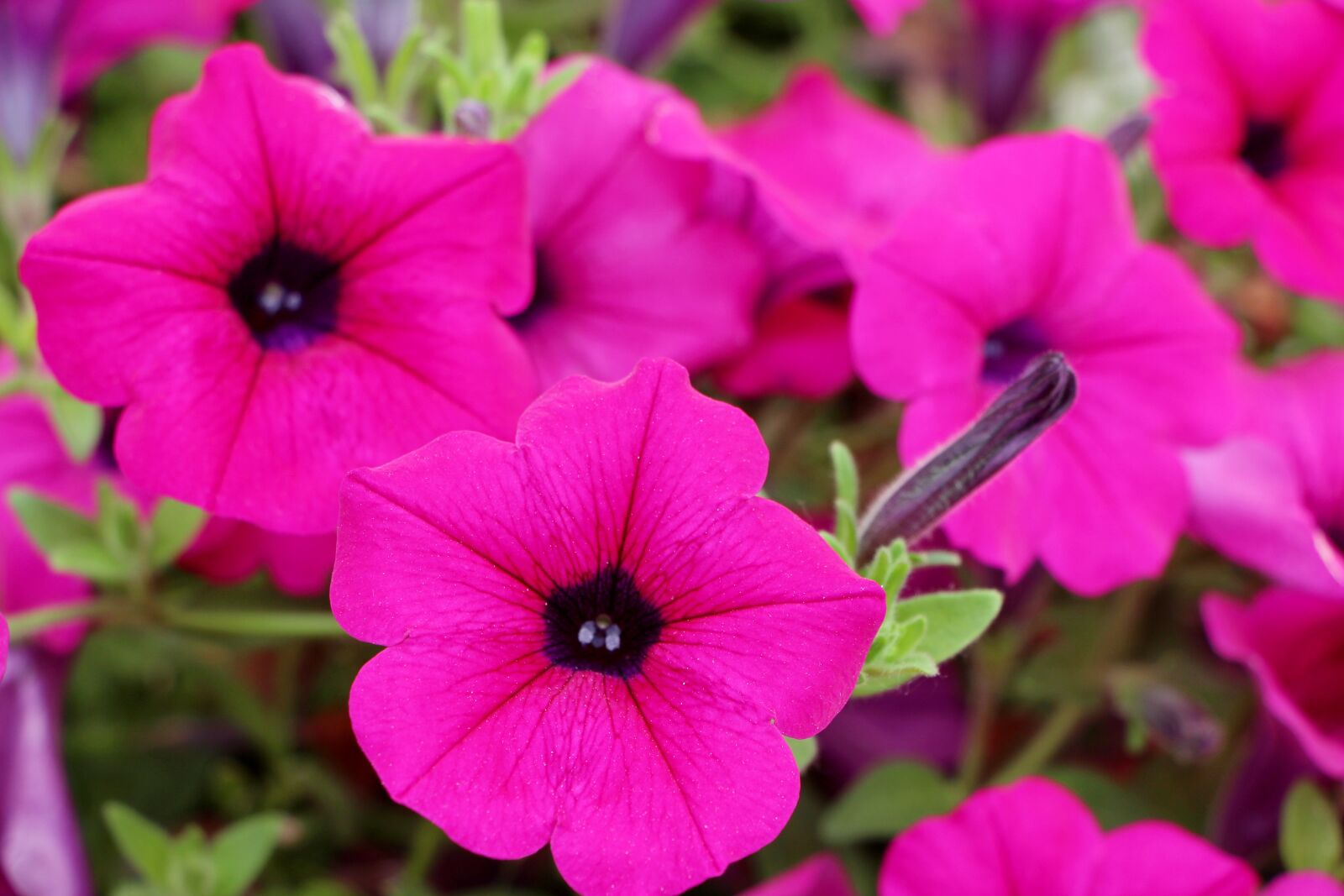 Canon EOS 650D (EOS Rebel T4i / EOS Kiss X6i) sample photo. Petunia, plants, flowers photography