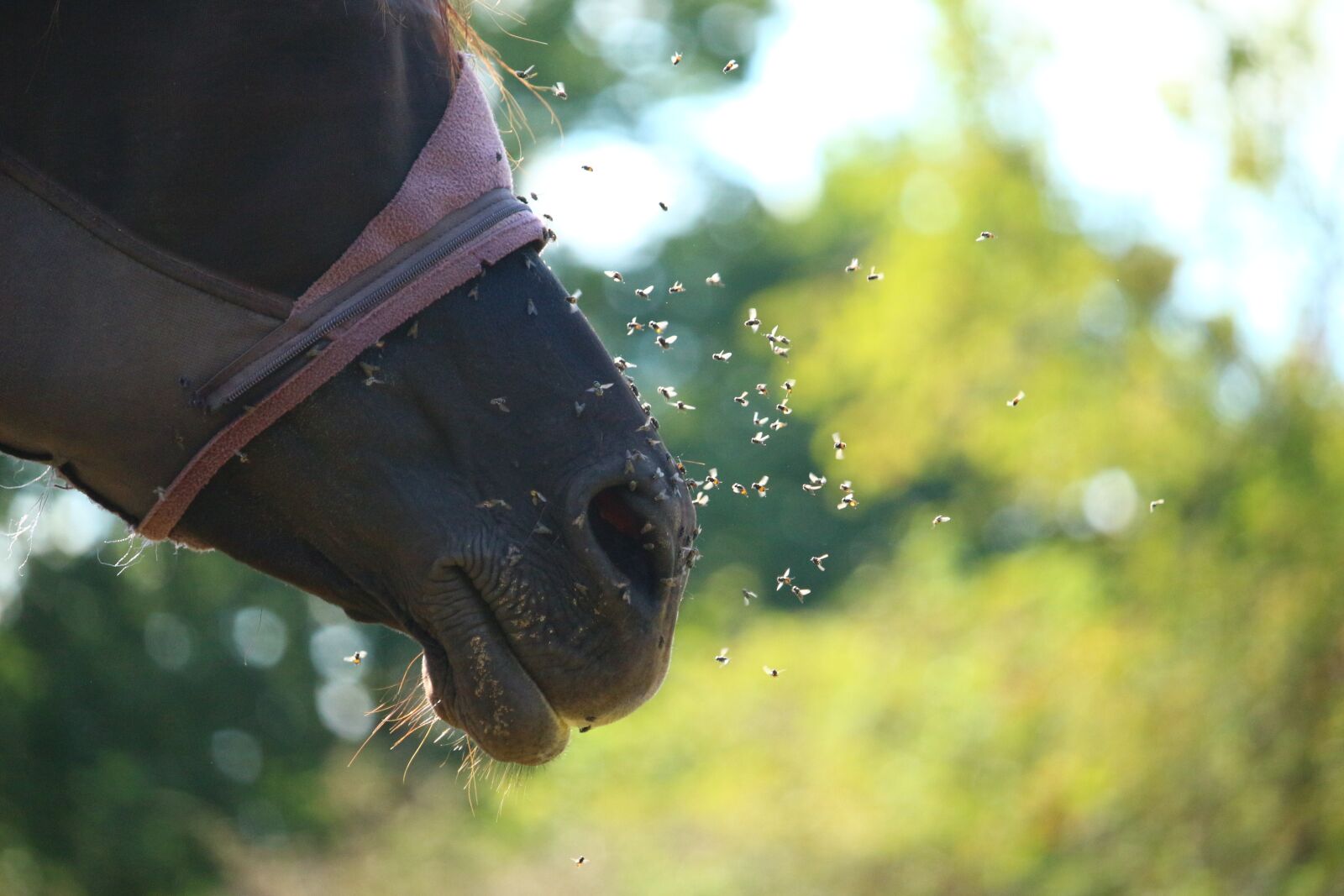 Canon EOS 100D (EOS Rebel SL1 / EOS Kiss X7) sample photo. Horse, rap, thoroughbred arabian photography