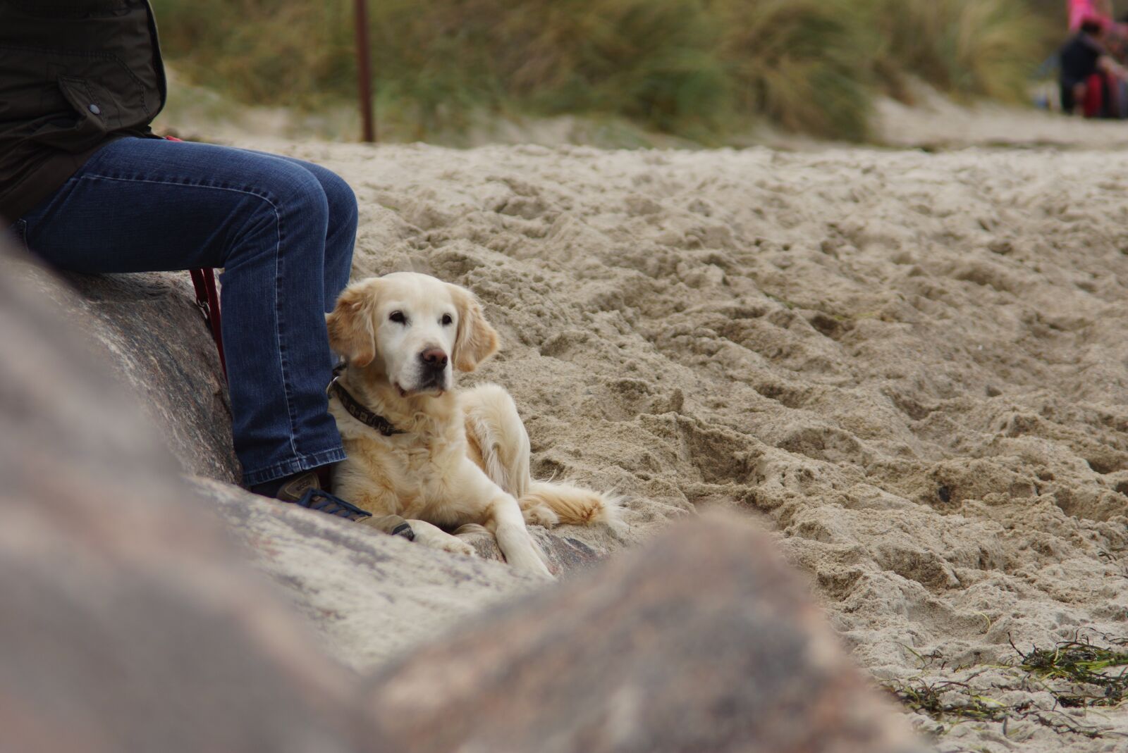 Sony SLT-A77 sample photo. Dog, beach, most beach photography