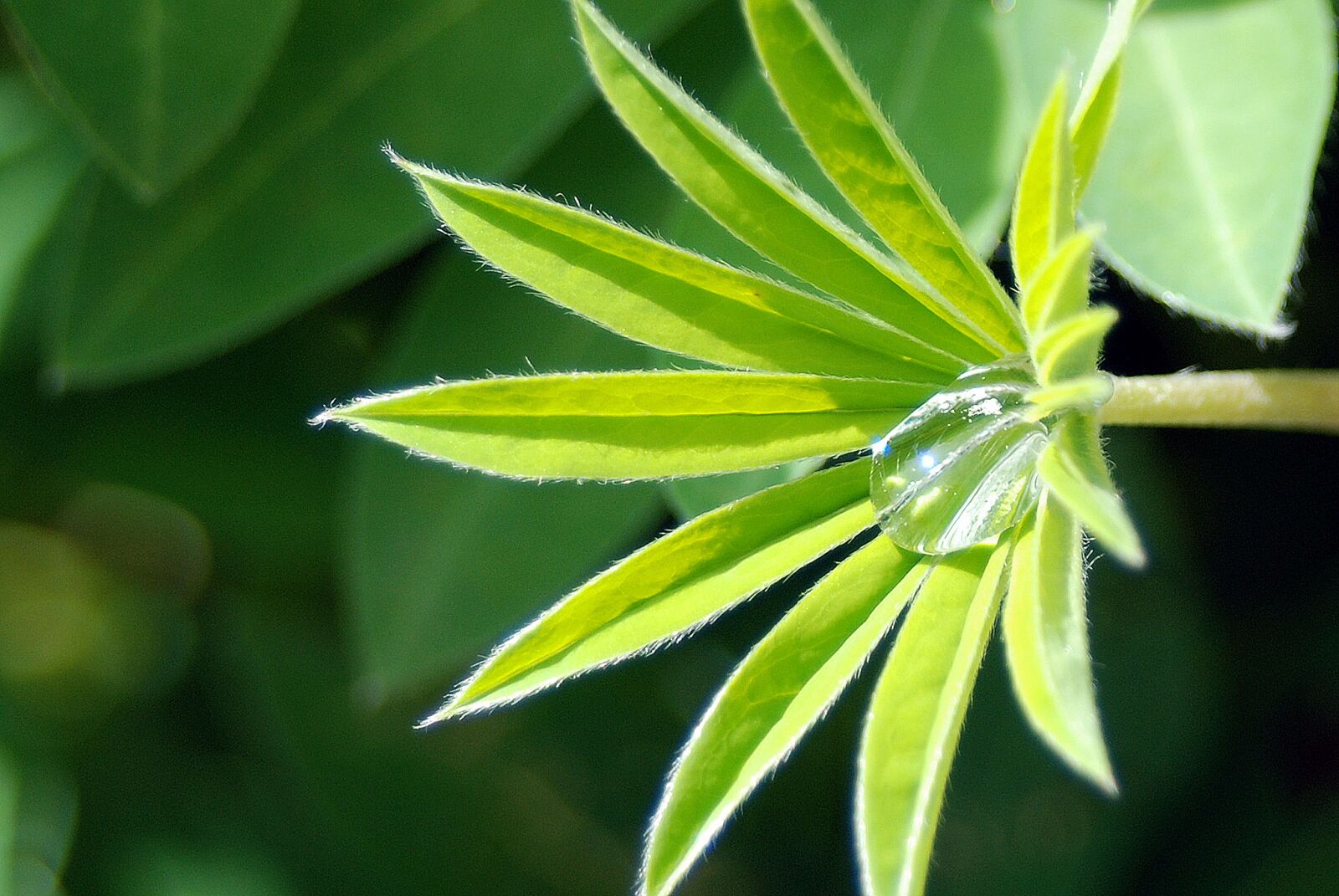 Nikon D80 sample photo. Plant, leaf, green photography