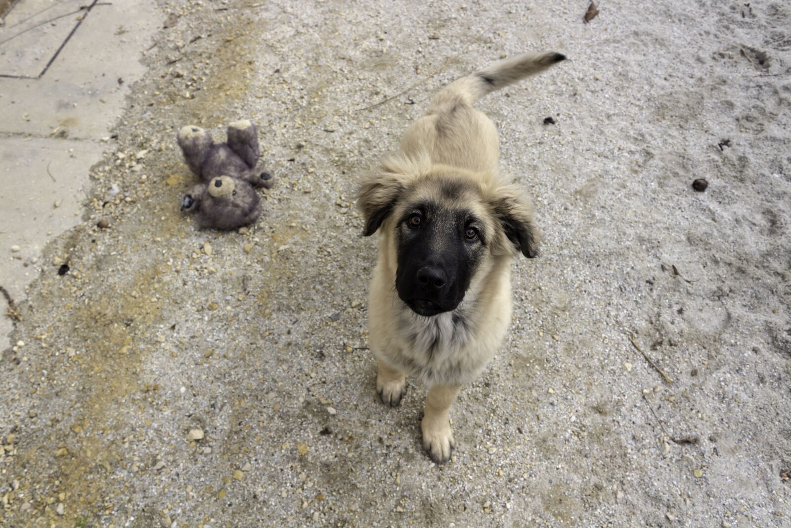 Canon EOS 1300D (EOS Rebel T6 / EOS Kiss X80) sample photo. Shepherd dog, dog, pets photography