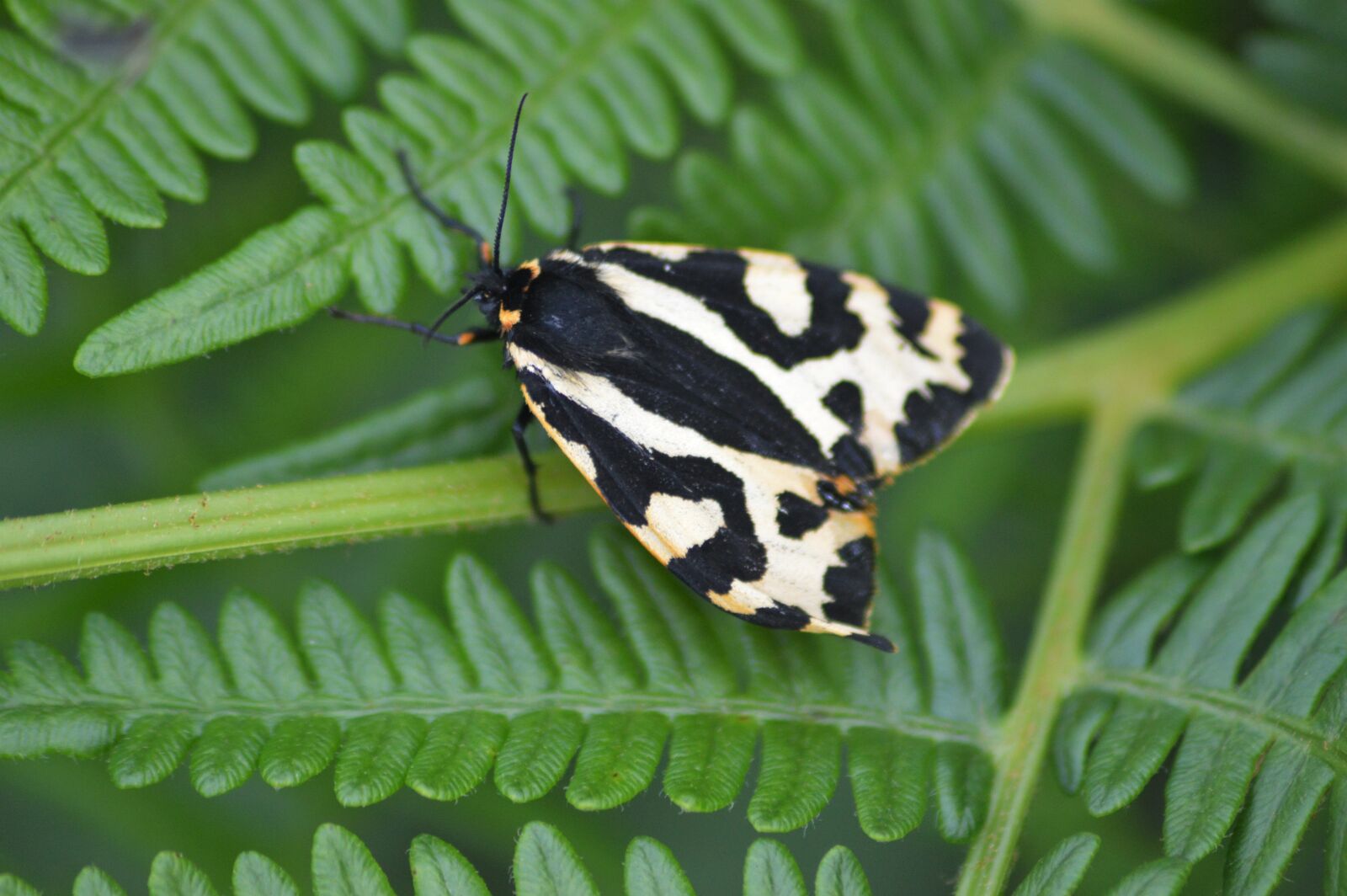 Nikon D3200 sample photo. Wood tiger, moth, nature photography
