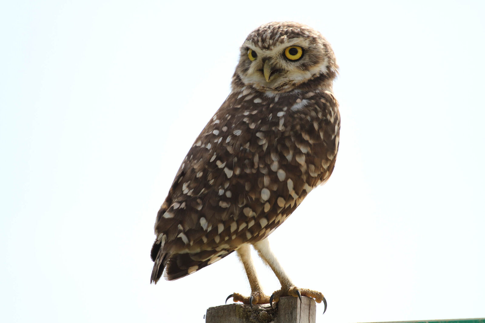 Canon EF 70-200mm F4L USM sample photo