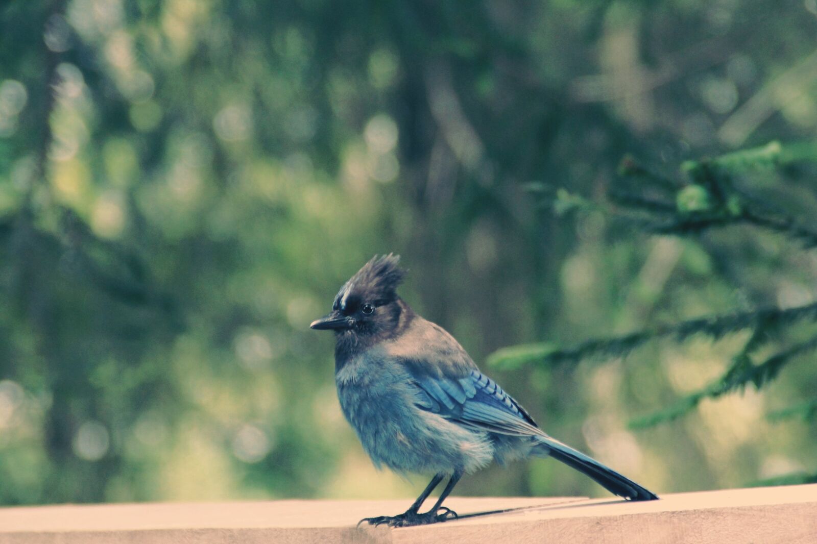 Canon EOS 1200D (EOS Rebel T5 / EOS Kiss X70 / EOS Hi) sample photo. Diademhäher, bird, usa photography