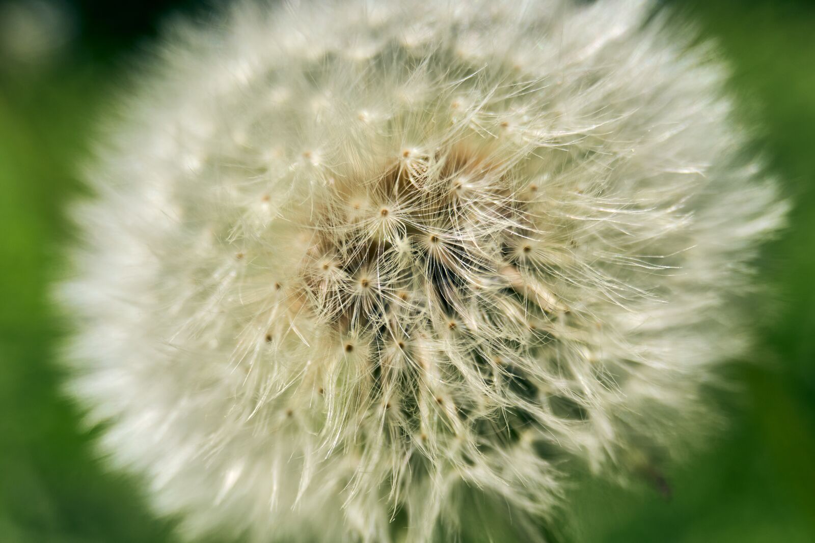 Sony E PZ 16-50 mm F3.5-5.6 OSS (SELP1650) sample photo. Dandelion, faded, flying seeds photography