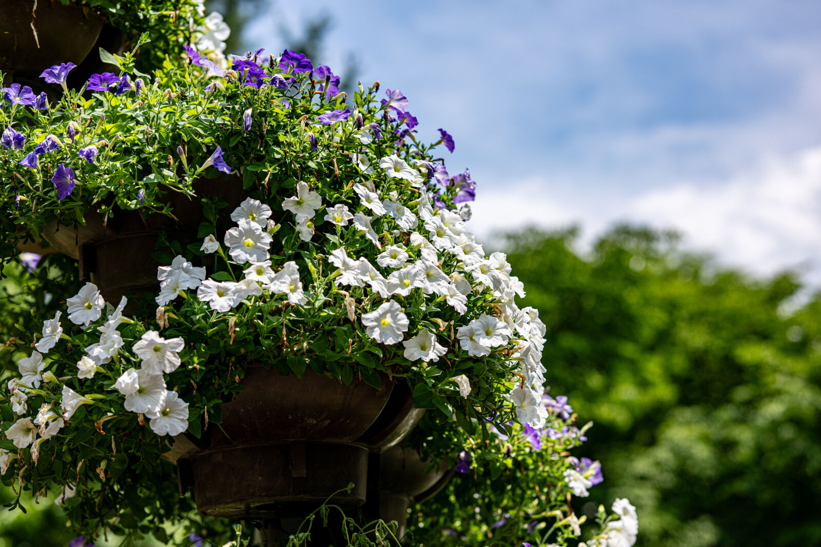 Nikon Z8 sample photo