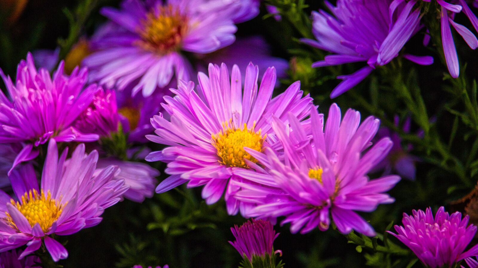 Canon EOS 200D (EOS Rebel SL2 / EOS Kiss X9) sample photo. Asters, bright, purple photography