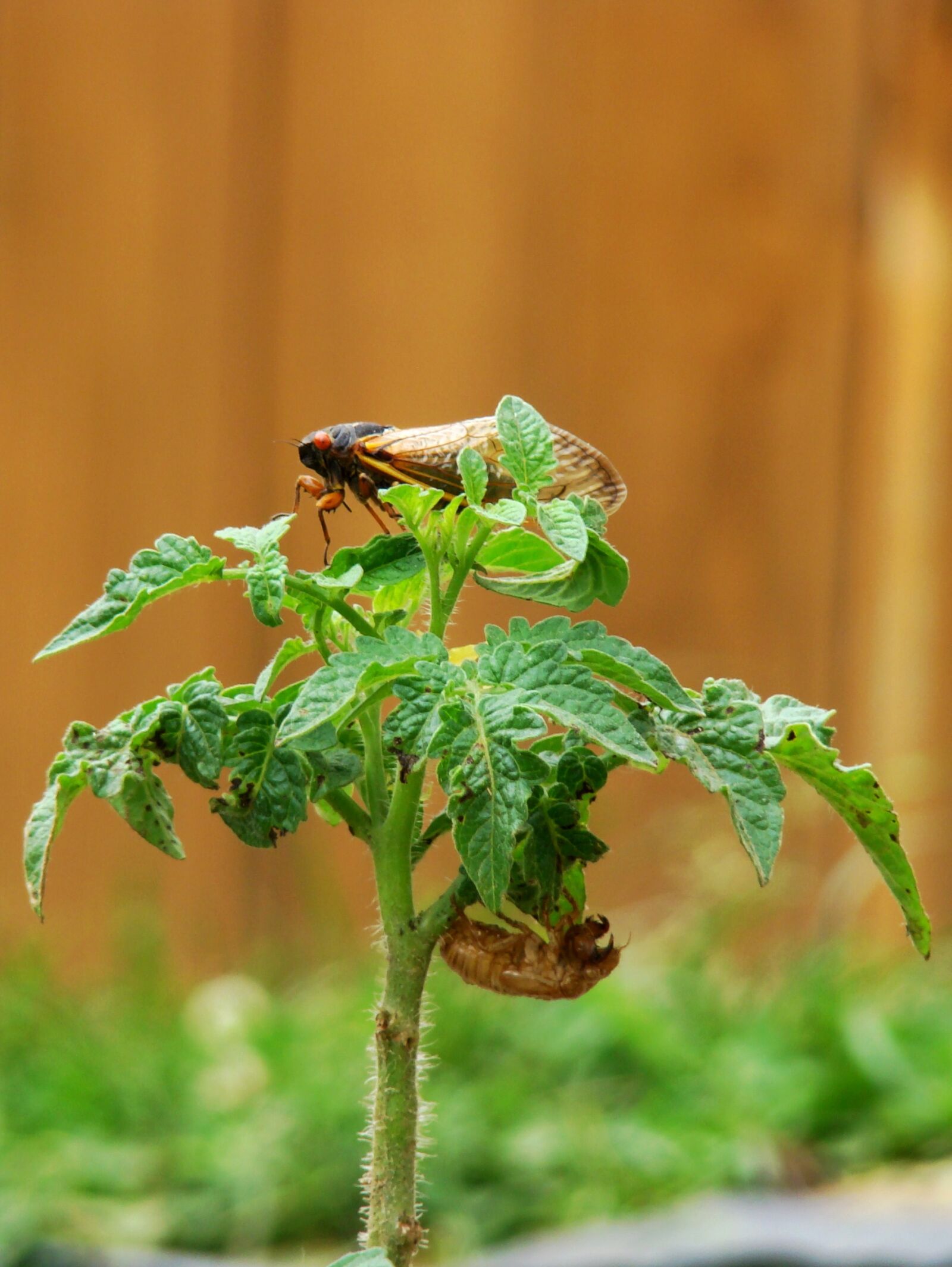 Sony DSC-H9 sample photo. Cicada, molted, tomato plant photography