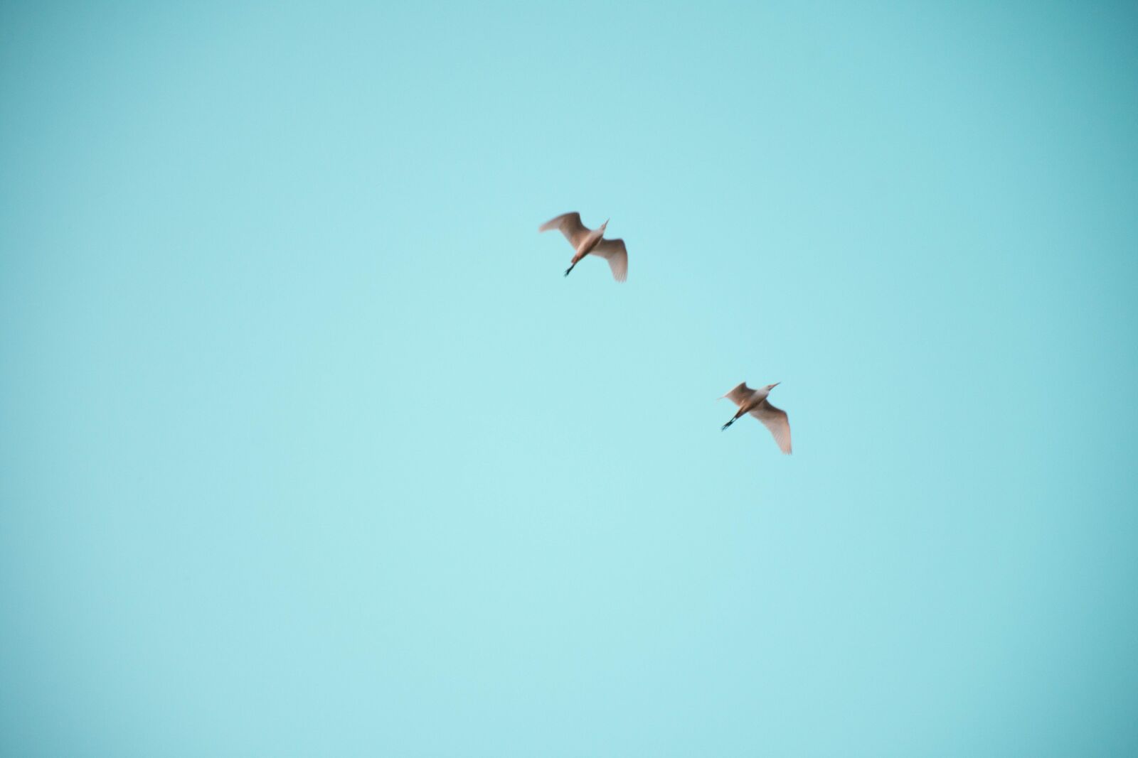 Nikon D7200 sample photo. Bird, sky, freedom photography