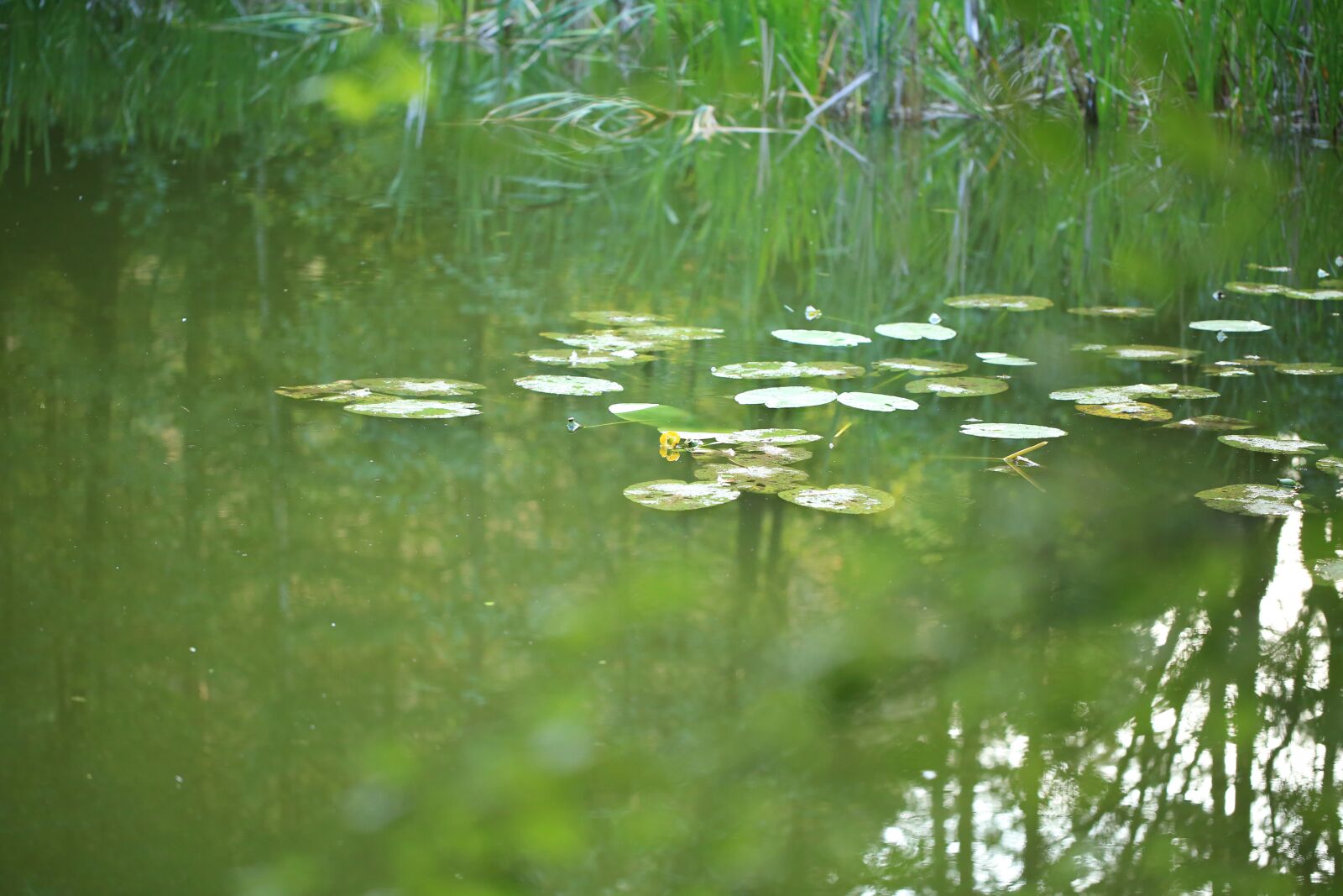 Canon EOS 5D Mark III sample photo. Water, water lily, pond photography