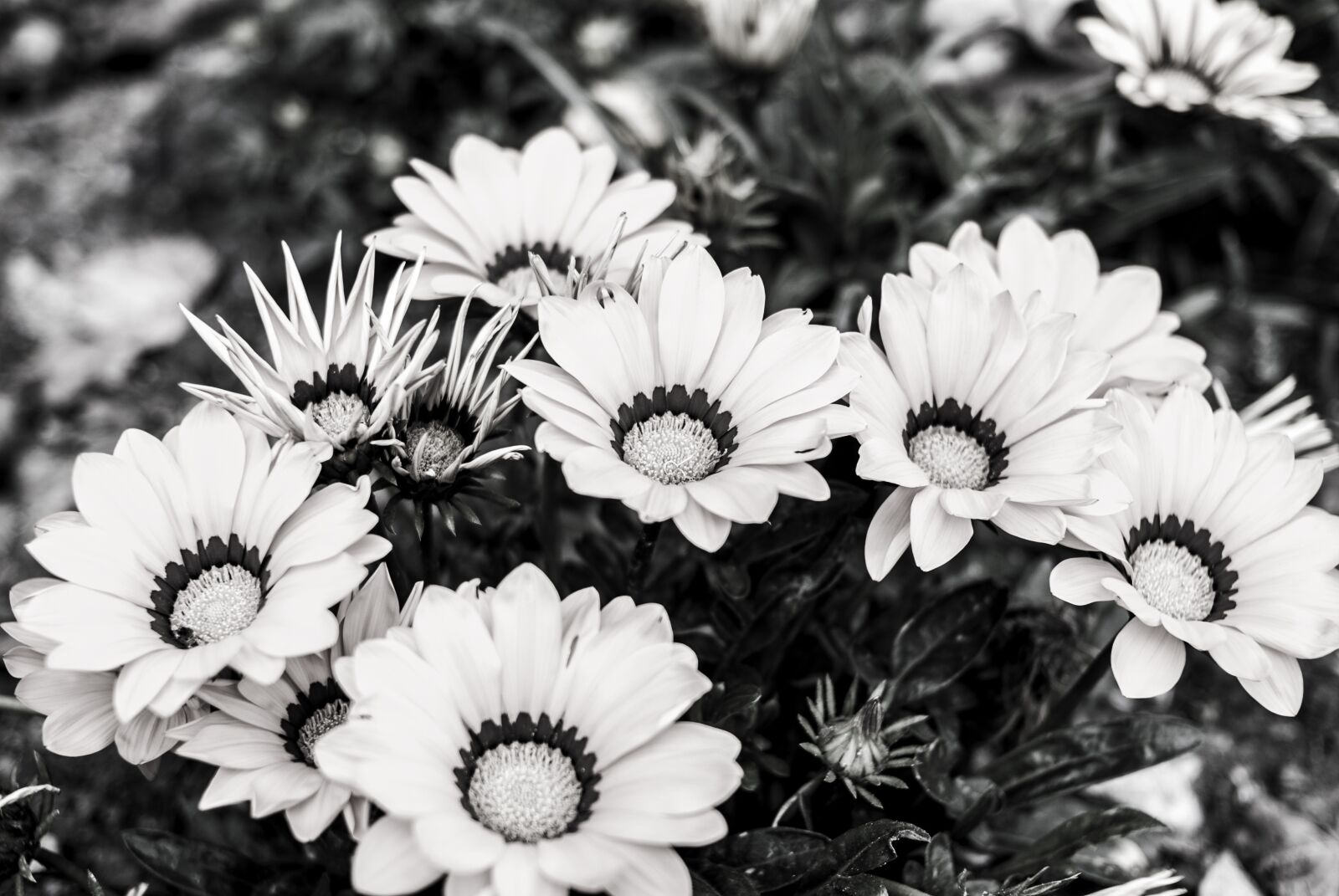 Nikon D60 sample photo. Flower, nature, plant photography