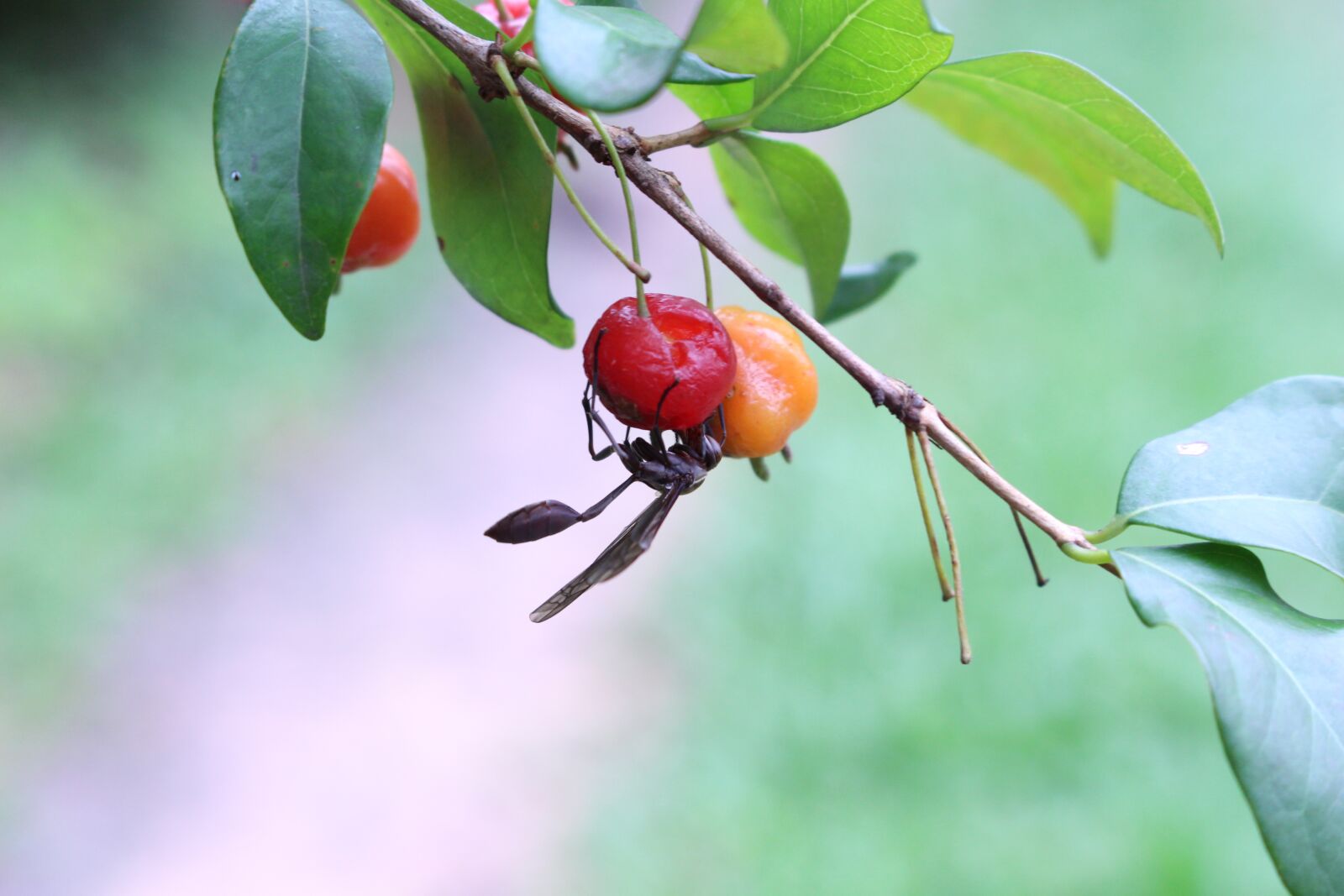 Canon EOS 700D (EOS Rebel T5i / EOS Kiss X7i) sample photo. Hornet, insects, fruit photography