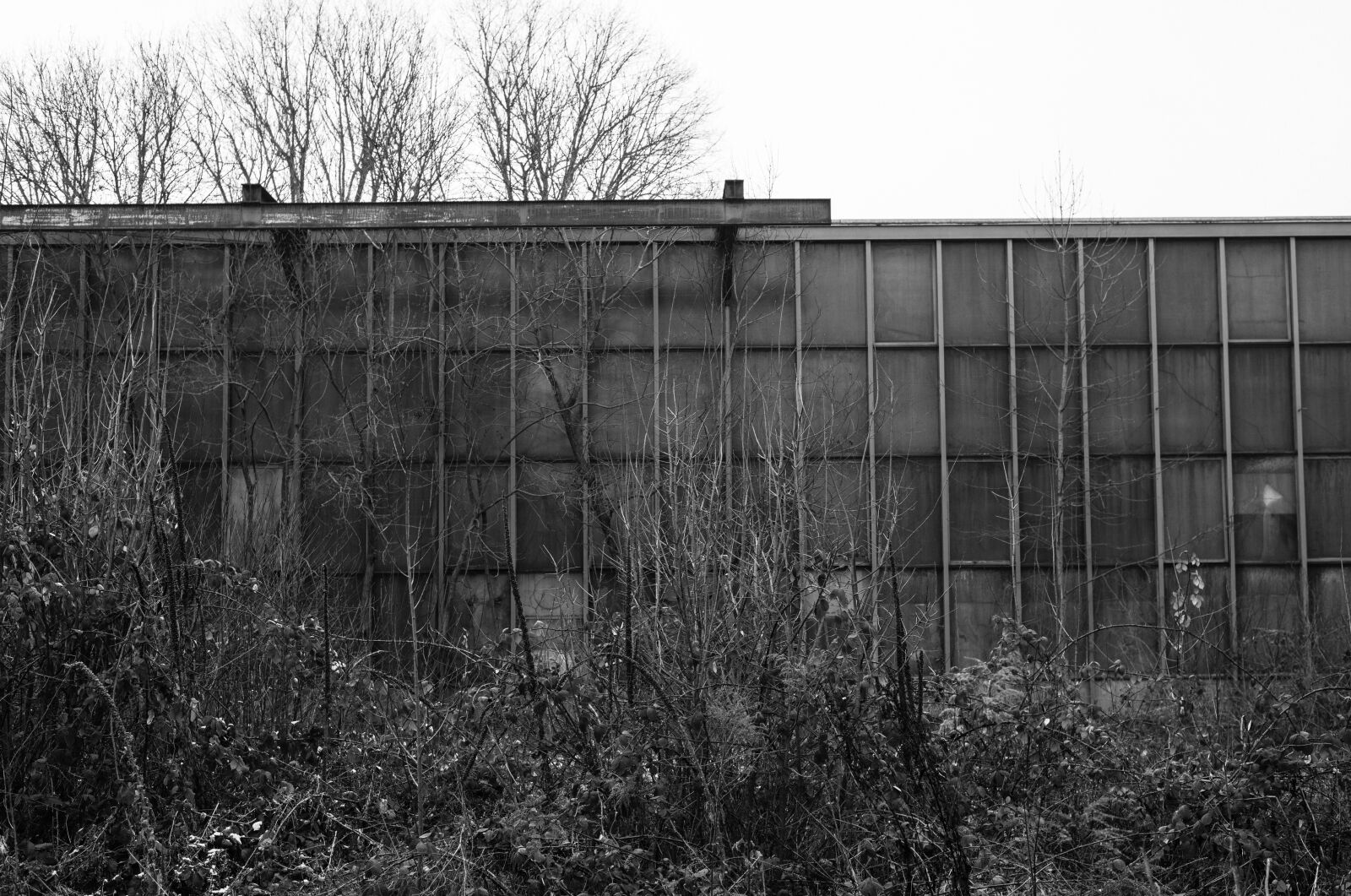 Nikon D810 sample photo. Black and white, black photography