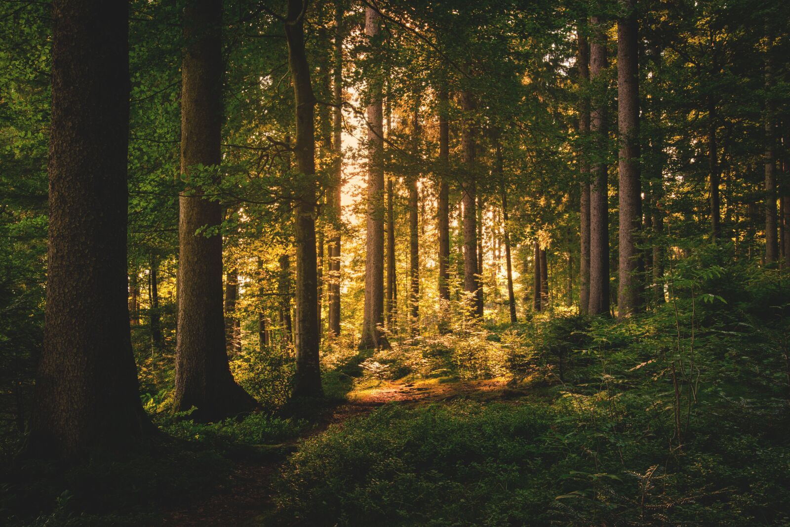 Nikon D5300 sample photo. Forest, trees, nature photography