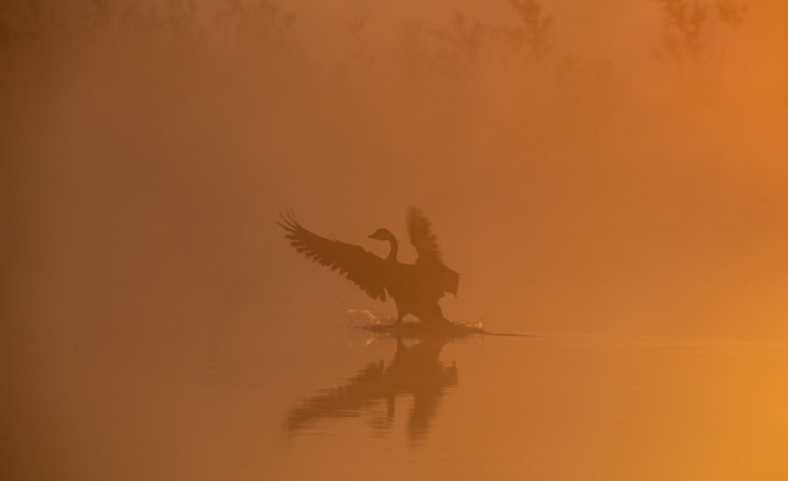 150-600mm F5-6.3 DG OS HSM | Contemporary 015 sample photo. Goose on a misty photography