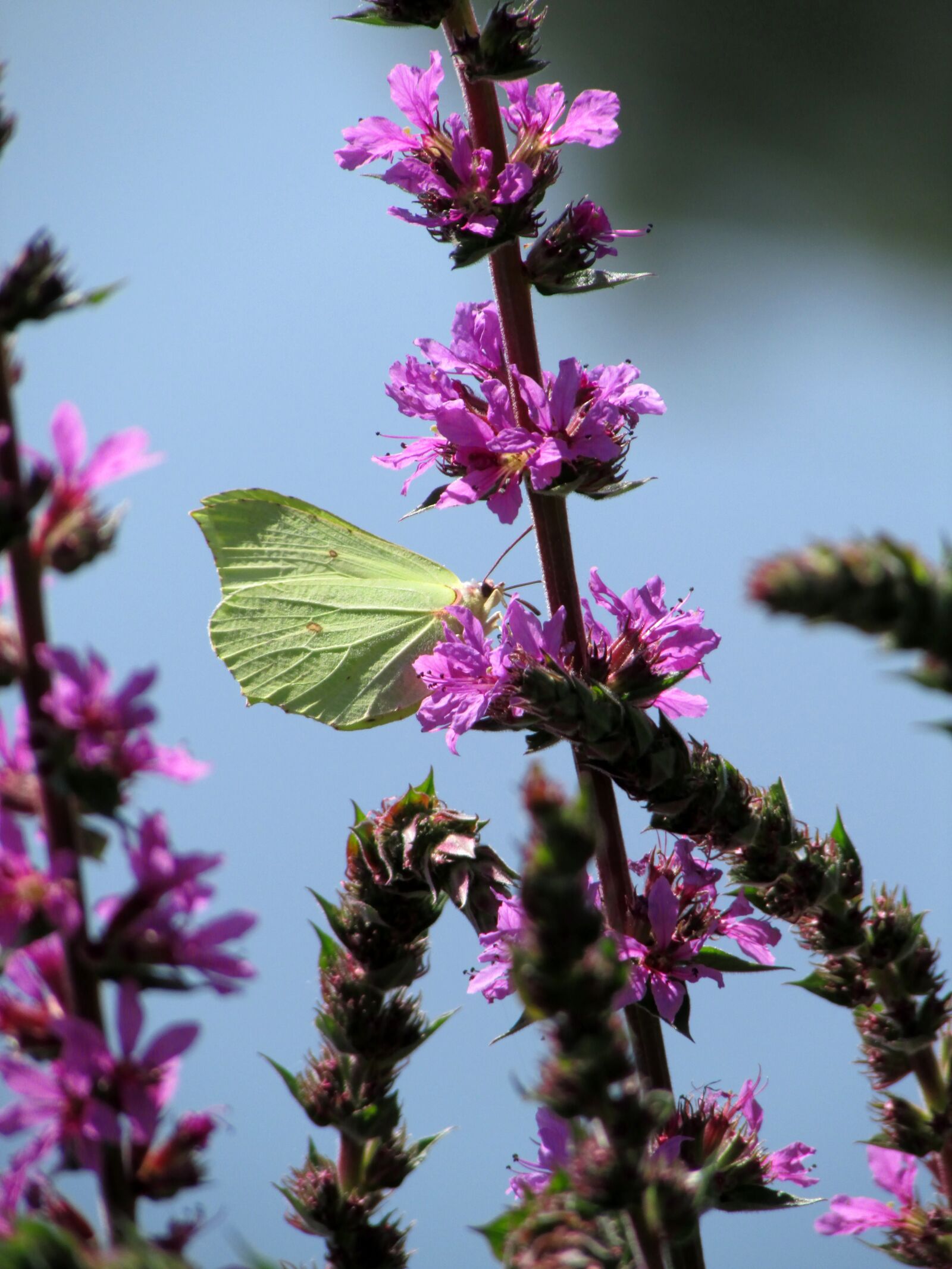 Canon PowerShot SX500 IS sample photo. Gonepteryx rhamni, butterfly, insect photography