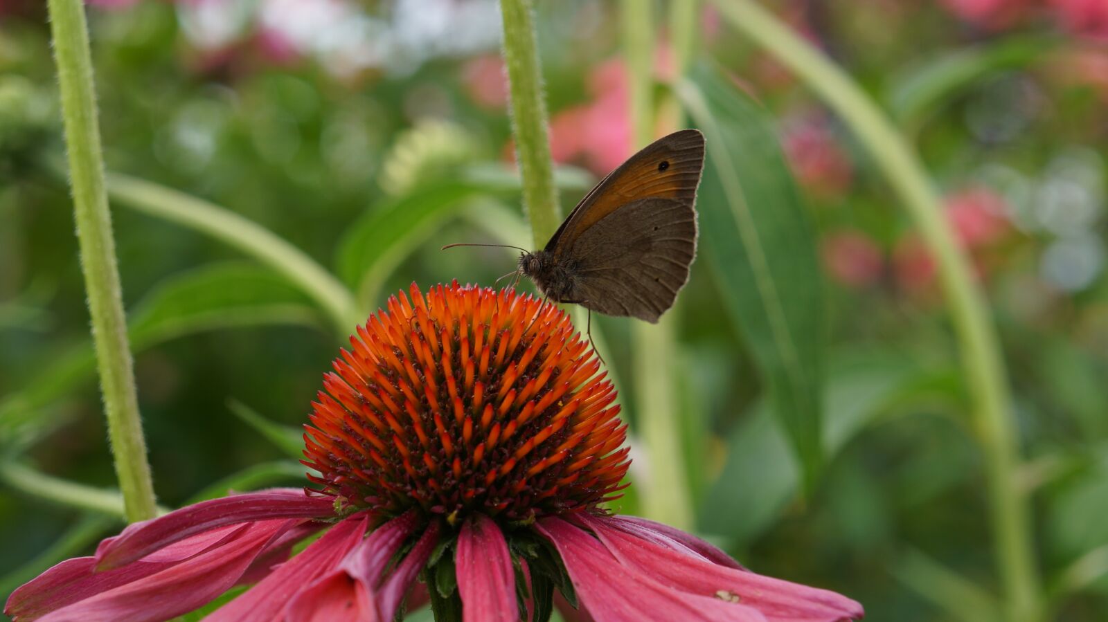 Sony Alpha a3000 + Sony E 18-55mm F3.5-5.6 OSS sample photo. Garden, flowers, coneflower photography