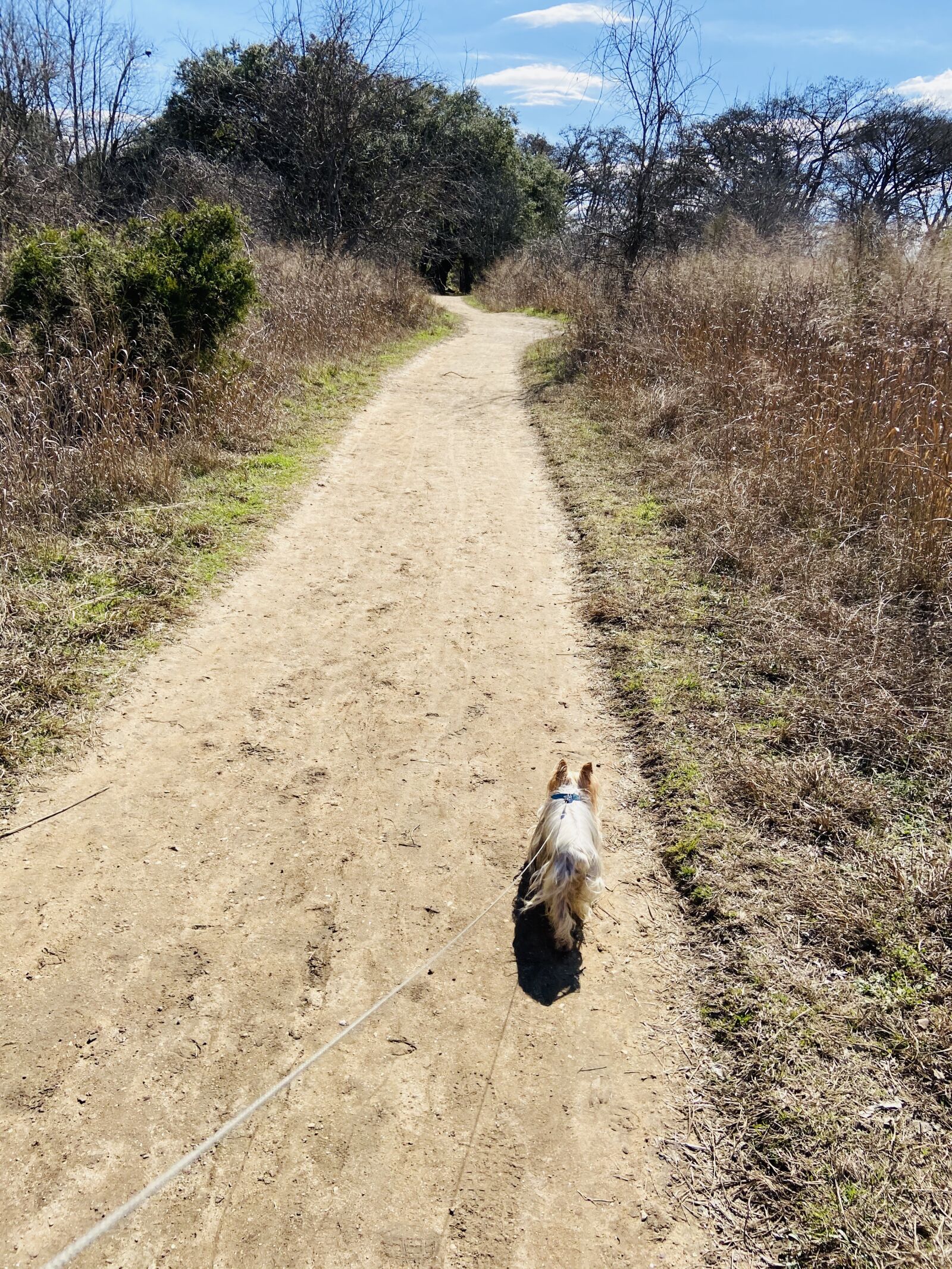 Apple iPhone 11 sample photo. Hike, trail, yorkshire terrier photography