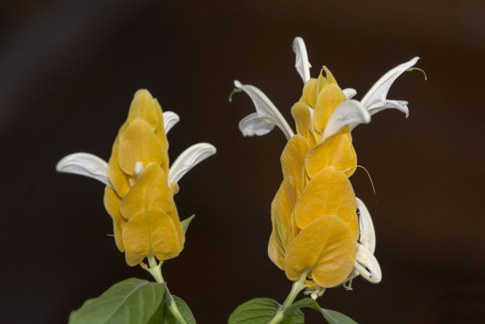 Nikon D7100 sample photo. Flower, yellow, plant photography
