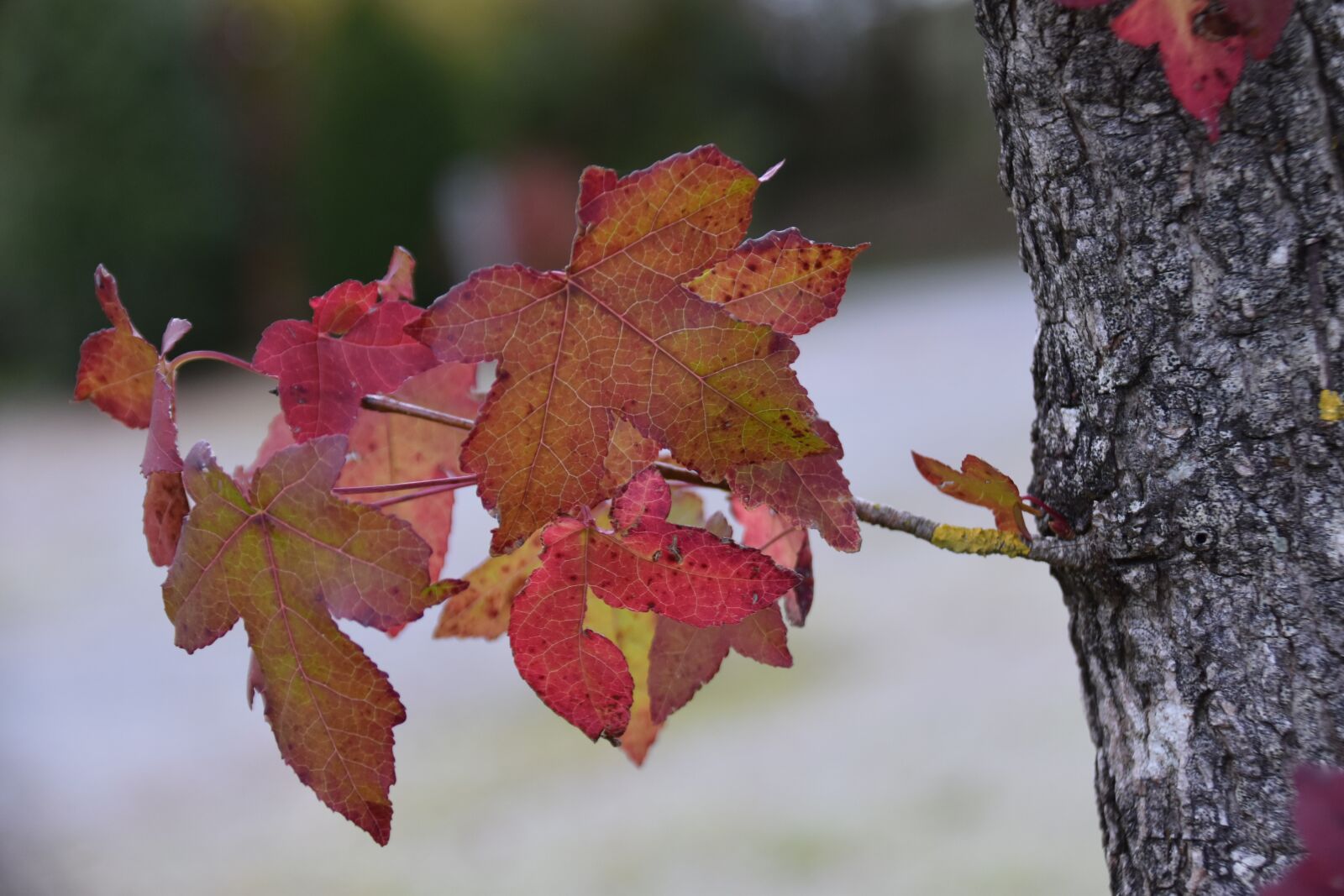 Nikon D5600 sample photo. Leaves maple, autumn colors photography
