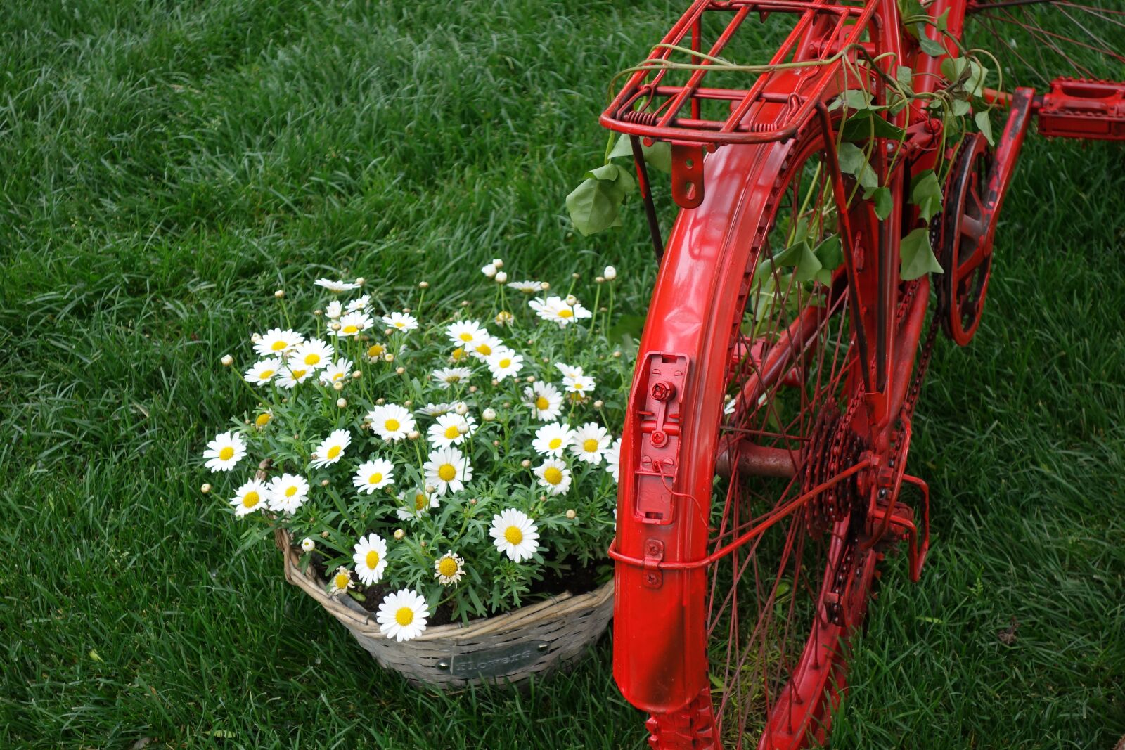 Sony Cyber-shot DSC-RX100 II sample photo. Red bike, basket, daisy photography