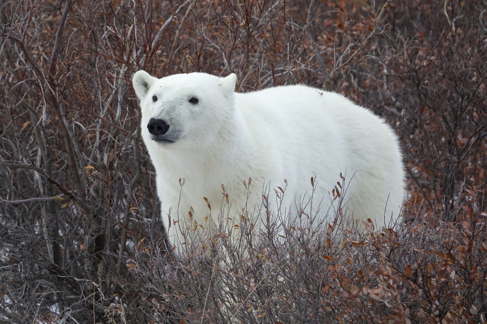 Sony Cyber-shot DSC-RX10 III sample photo. Polar bear, bear, arctic photography