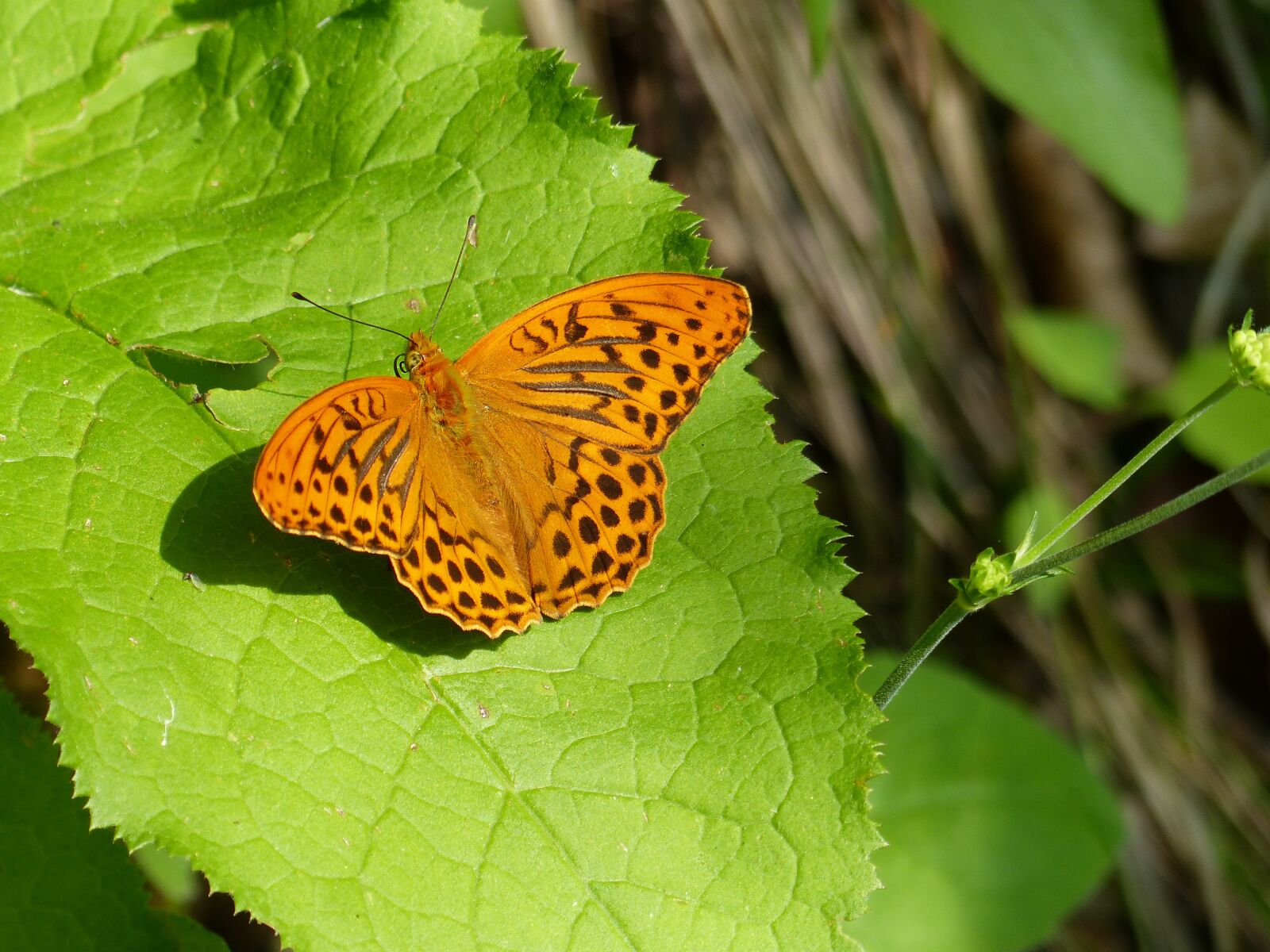 Panasonic Lumix DMC-FZ200 sample photo. Nature, butterfly, outdoors photography