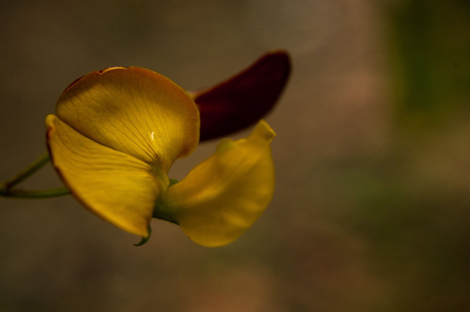 Nikon D40 sample photo. Nature, forest, color photography