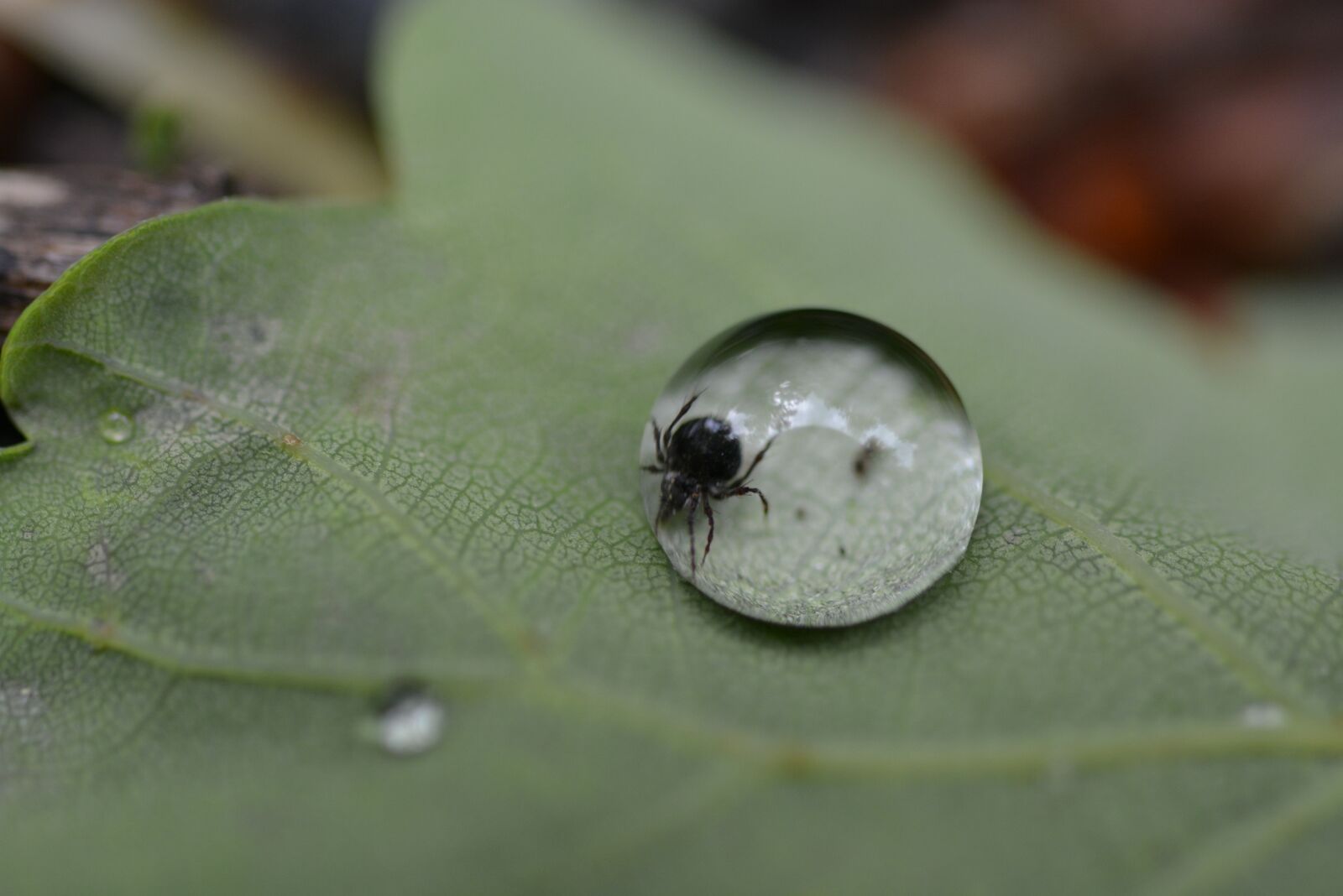 Nikon D5200 sample photo. Tick, drip, tick in photography