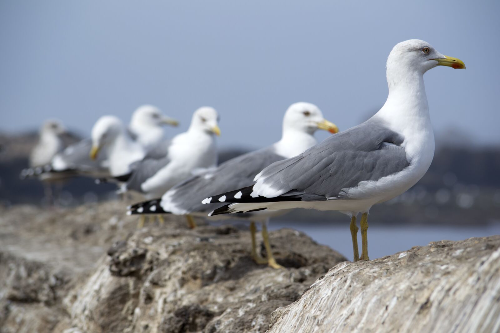 Nikon D3100 sample photo. Seagulls, row, birds photography