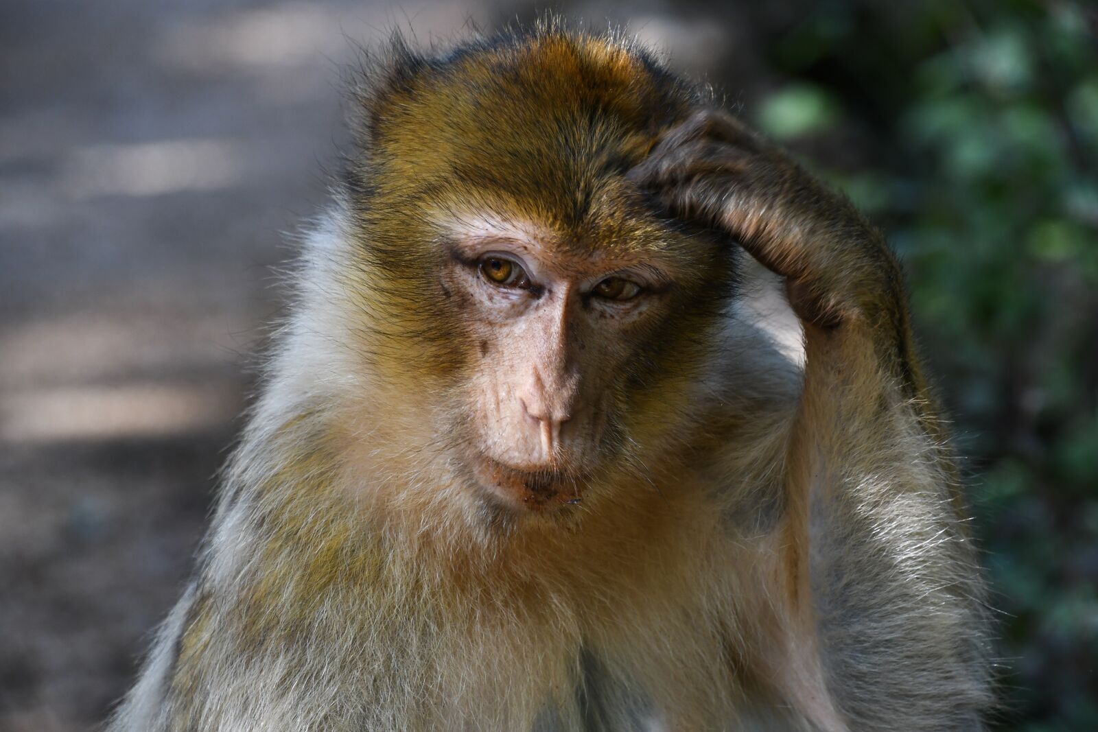 Nikon D500 sample photo. Monkey, barbary macaque, magot photography