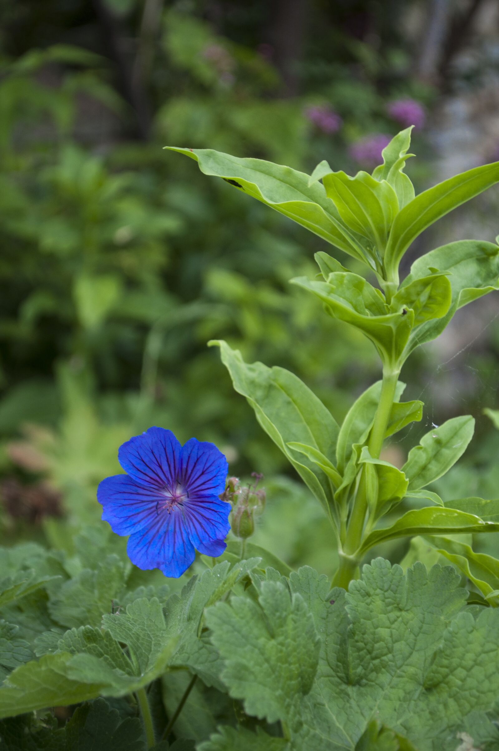Nikon D90 sample photo. Blue, flower, bloom photography