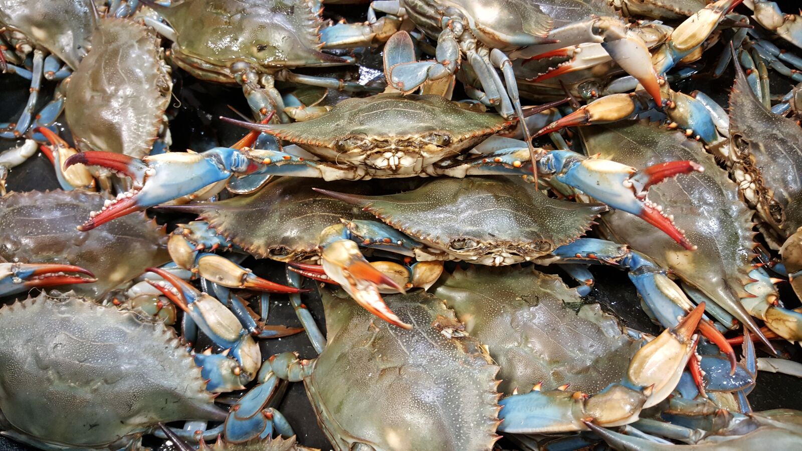 Samsung Galaxy S6 sample photo. Crab, blue, live photography
