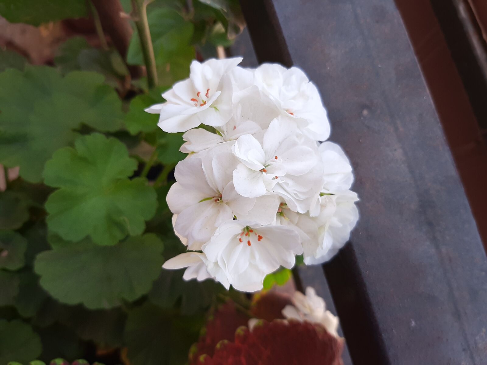 Samsung SM-A307FN sample photo. White, flower, in photography