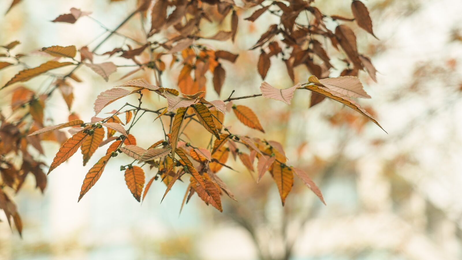 Olympus OM-D E-M5 II + Olympus M.Zuiko Digital ED 12-40mm F2.8 Pro sample photo. Autumn, yellow leaves, photography photography