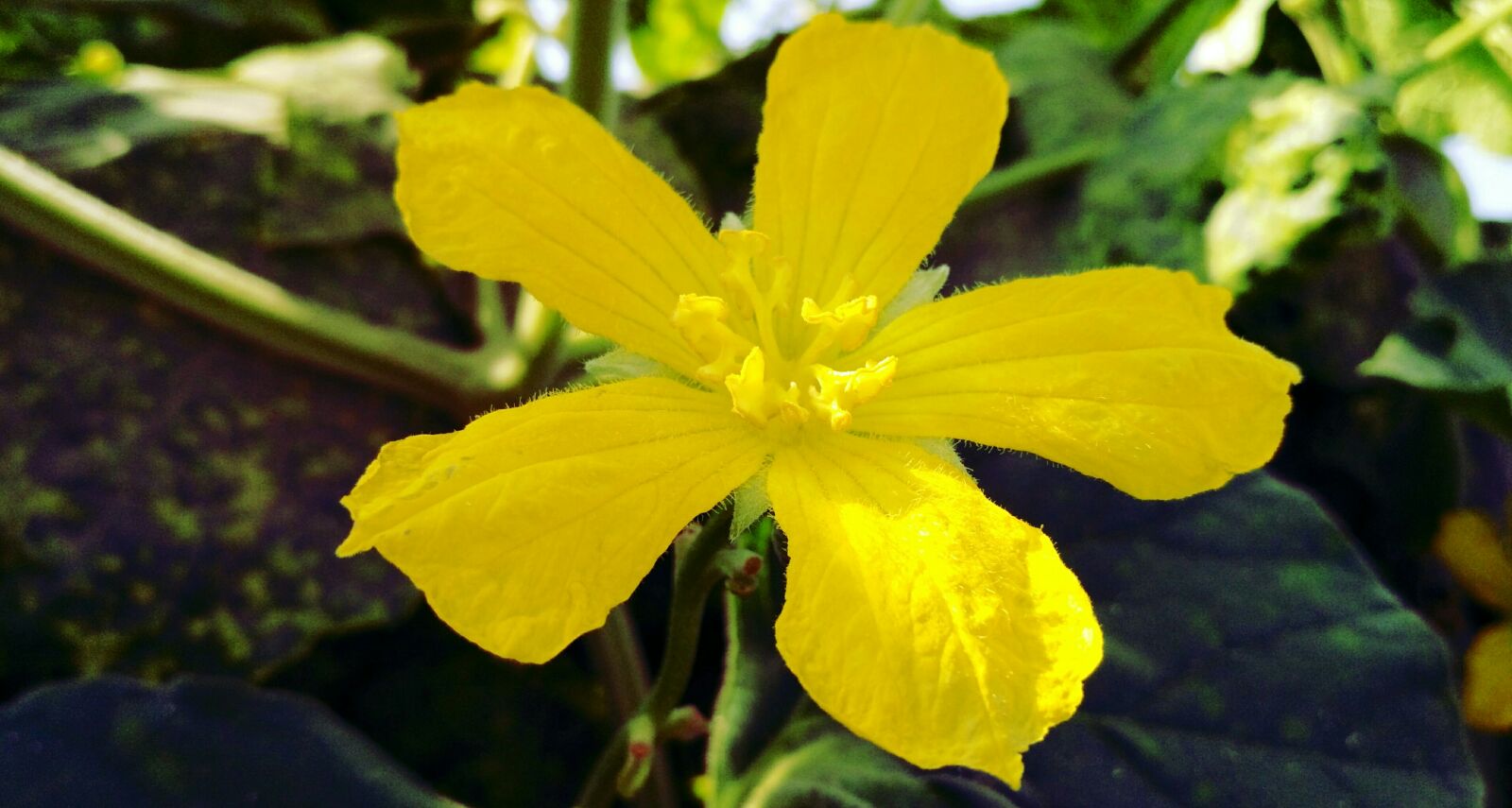Xiaomi Redmi 3S sample photo. Beautiful, flowers, clear, colors photography