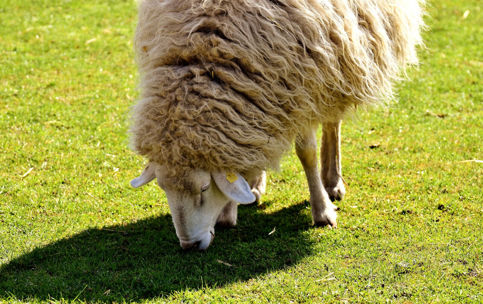 Nikon D7200 sample photo. Sheep, animal, animals photography