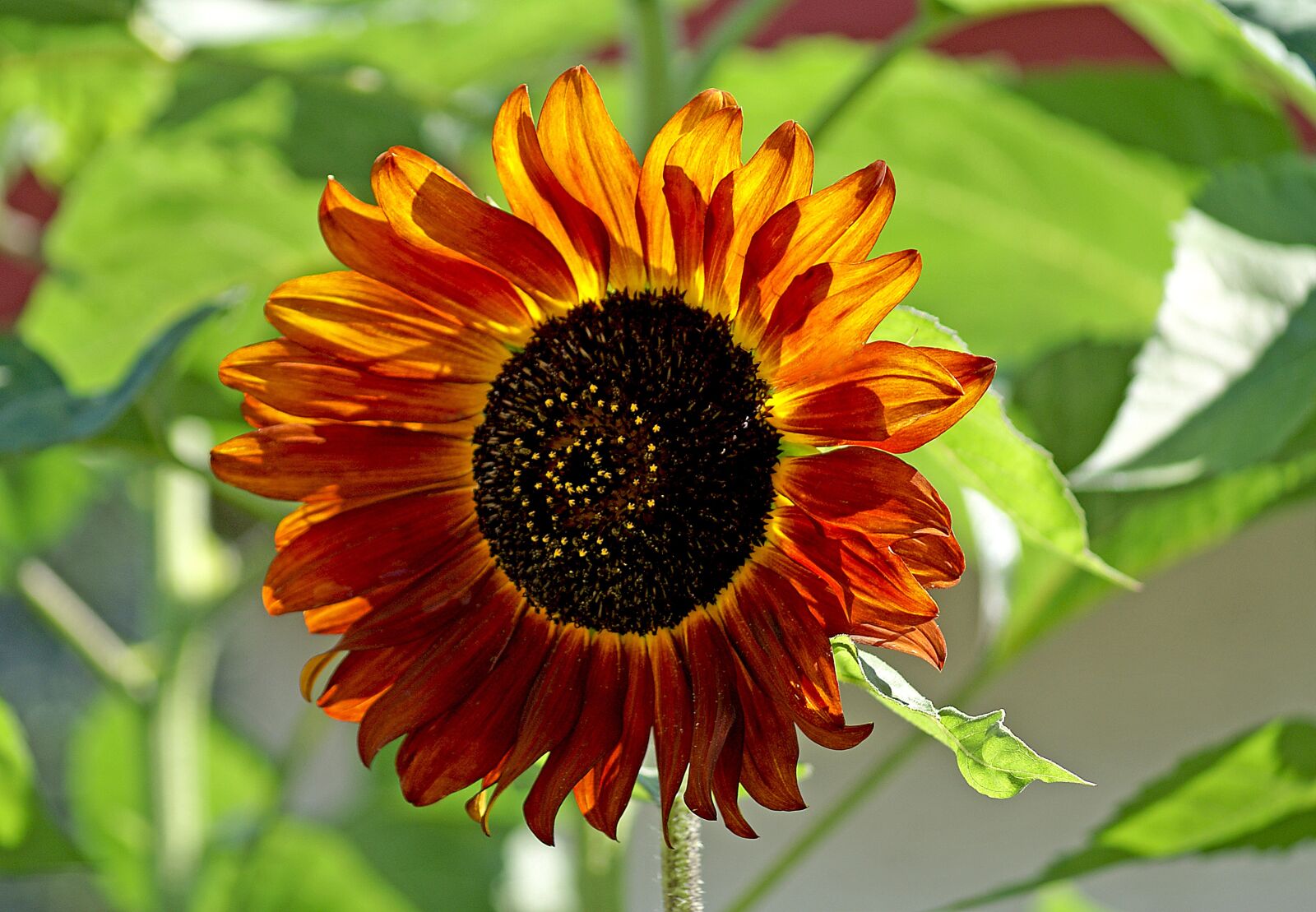 Sony Alpha DSLR-A100 sample photo. Sunflower, flower, flowering photography