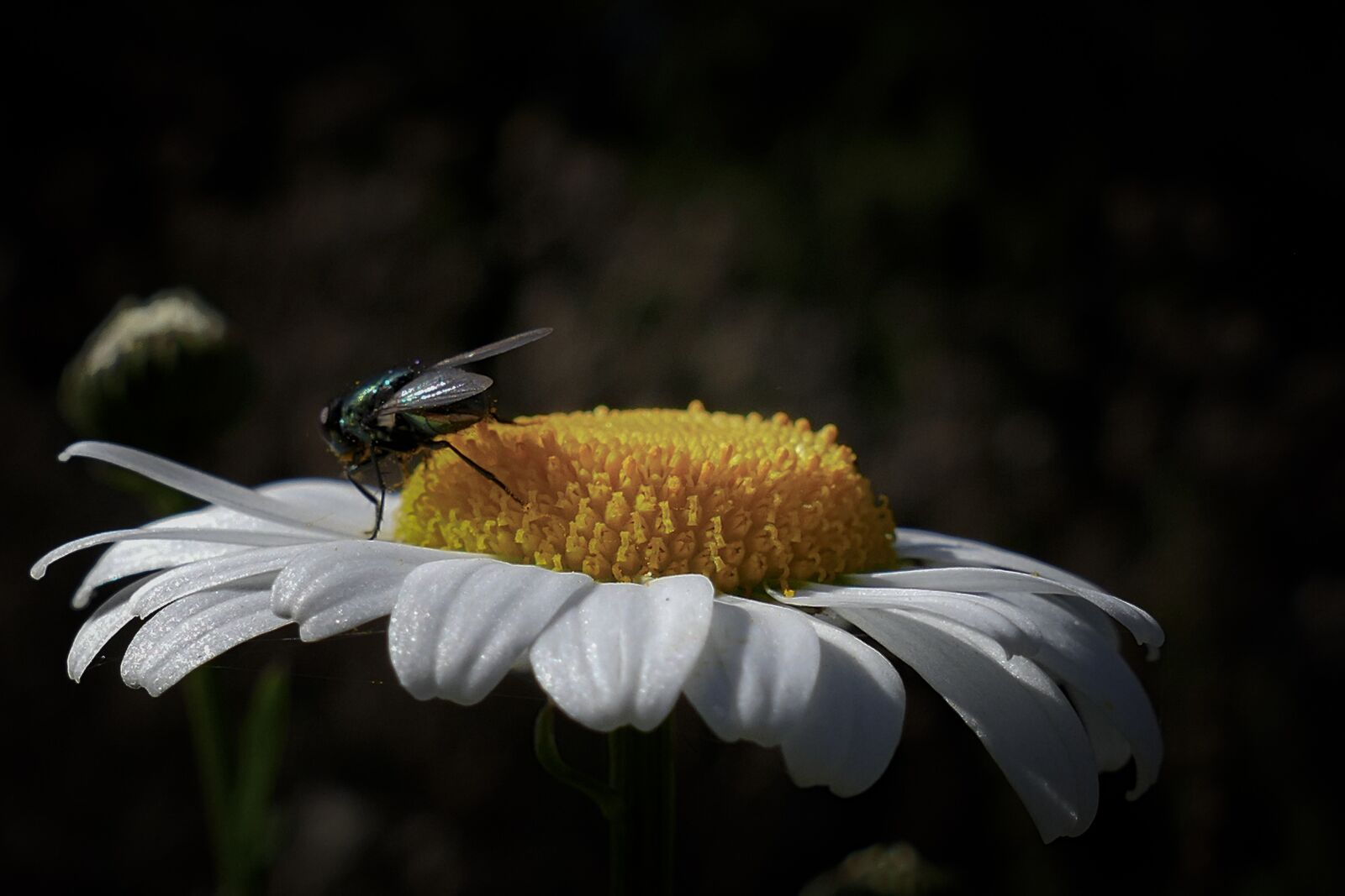 Panasonic Lumix DMC-FZ1000 sample photo. Flower, insect, nature photography