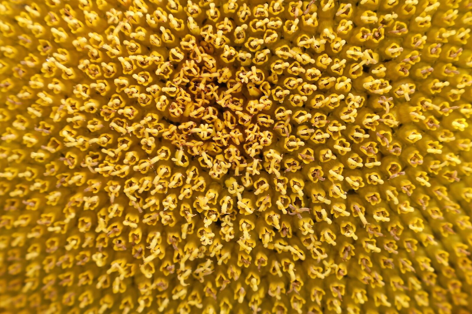 Canon EOS 6D sample photo. Sunflower, macro, plant photography