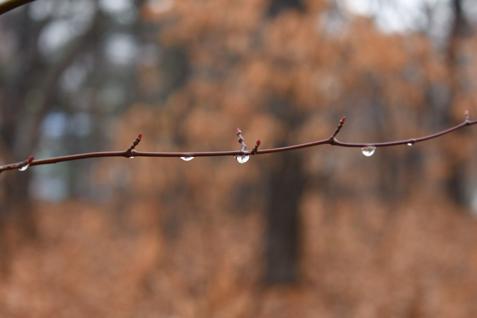Nikon D750 sample photo. Non, raindrops, trickle photography