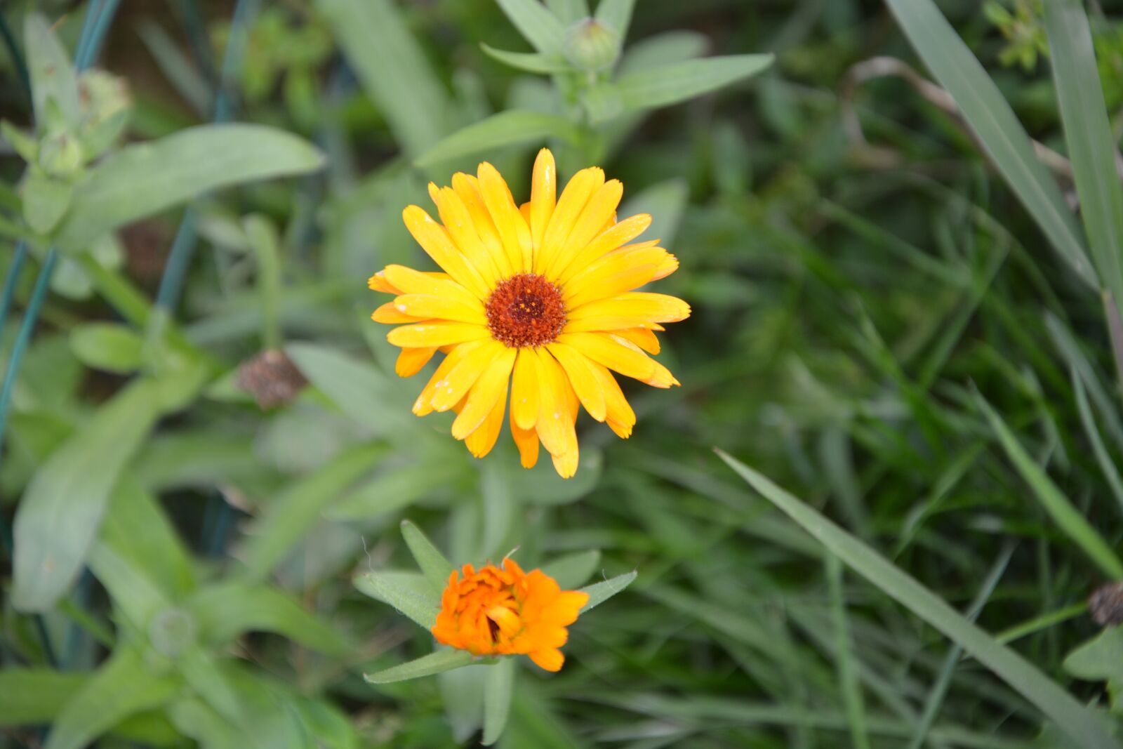 Nikon D5200 sample photo. Flower, summer flower, garden photography