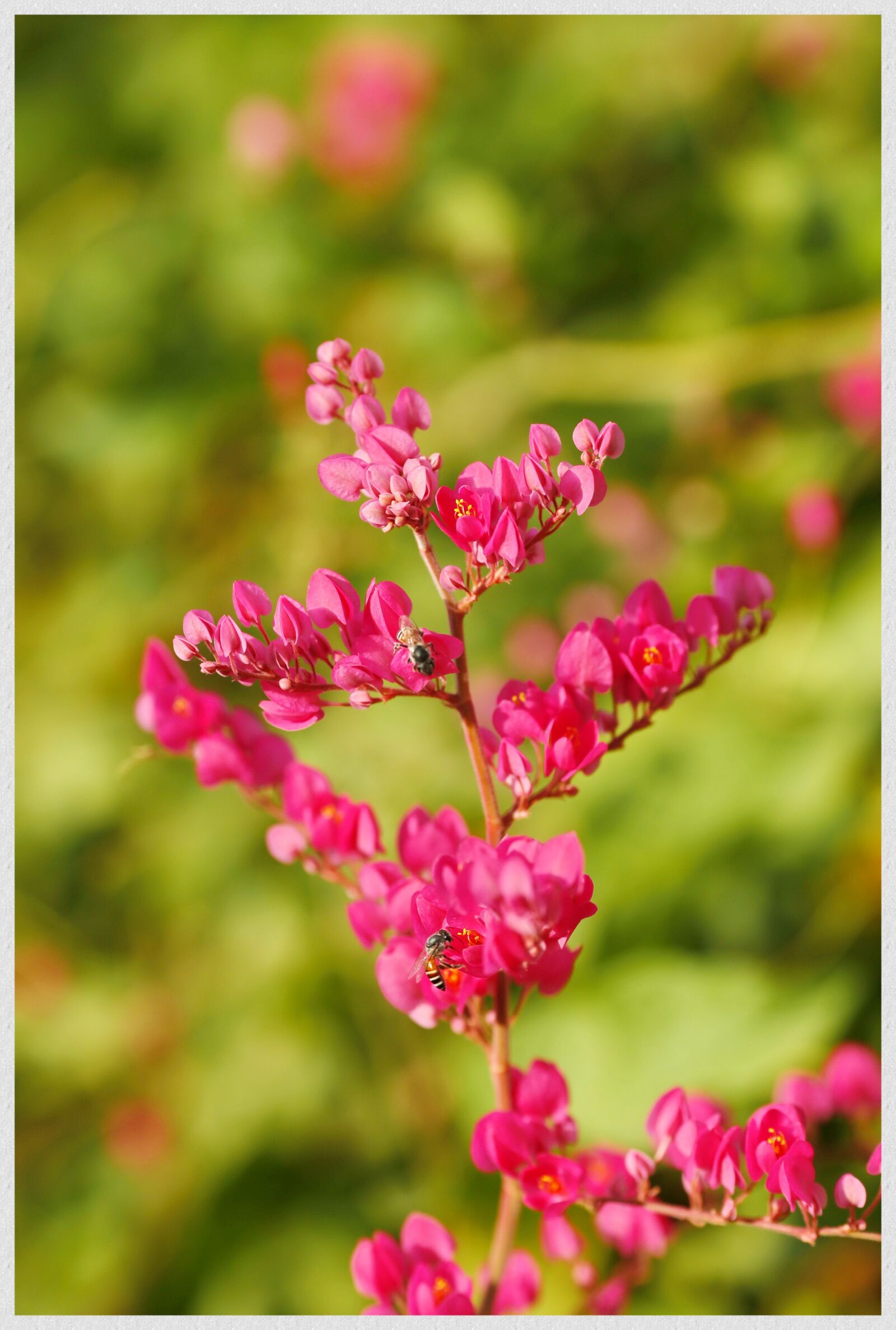 Canon EOS 6D + Canon EF 135mm F2L USM sample photo. Flower, tigon, blooming photography