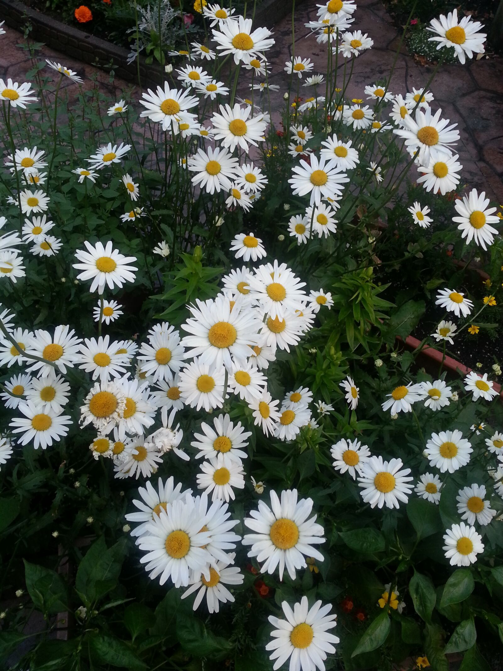 Samsung Galaxy S3 sample photo. Daisies, white, yellow photography
