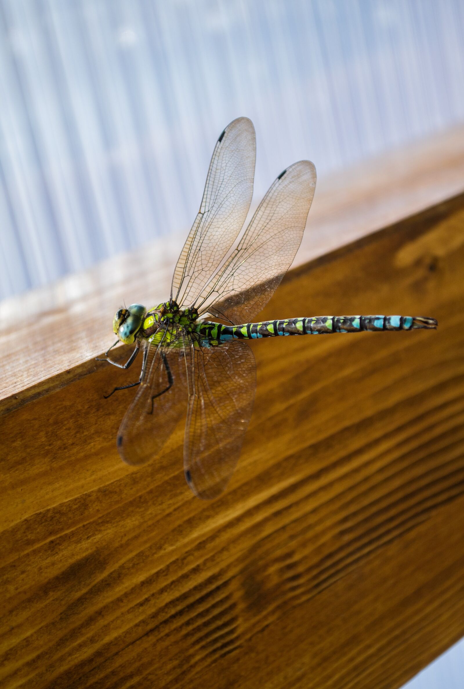Nikon D3100 sample photo. Nature, insect, dragon-fly photography