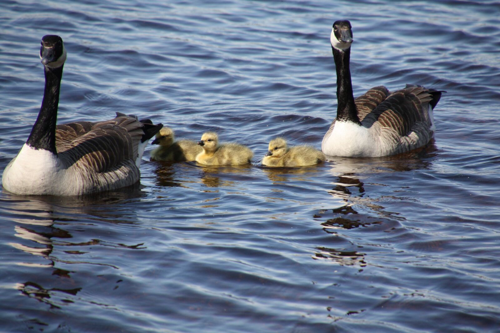 Canon EOS 450D (EOS Rebel XSi / EOS Kiss X2) sample photo. The canadian goose, birds photography