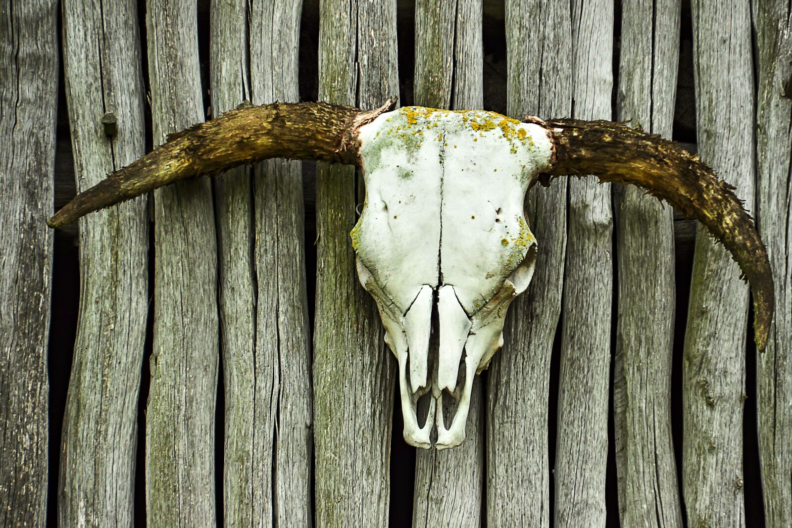 Nikon D5000 sample photo. Skull, beef, bone photography